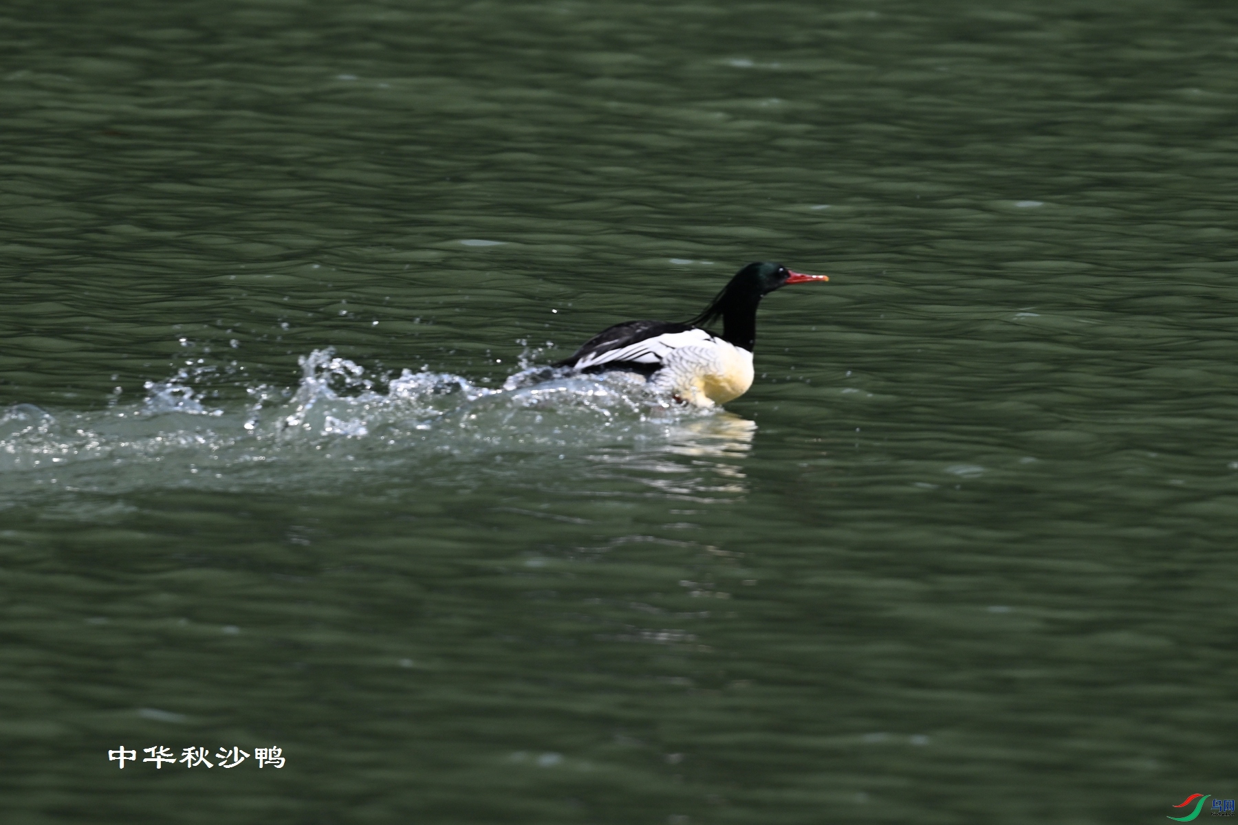 DSC_7344.JPG