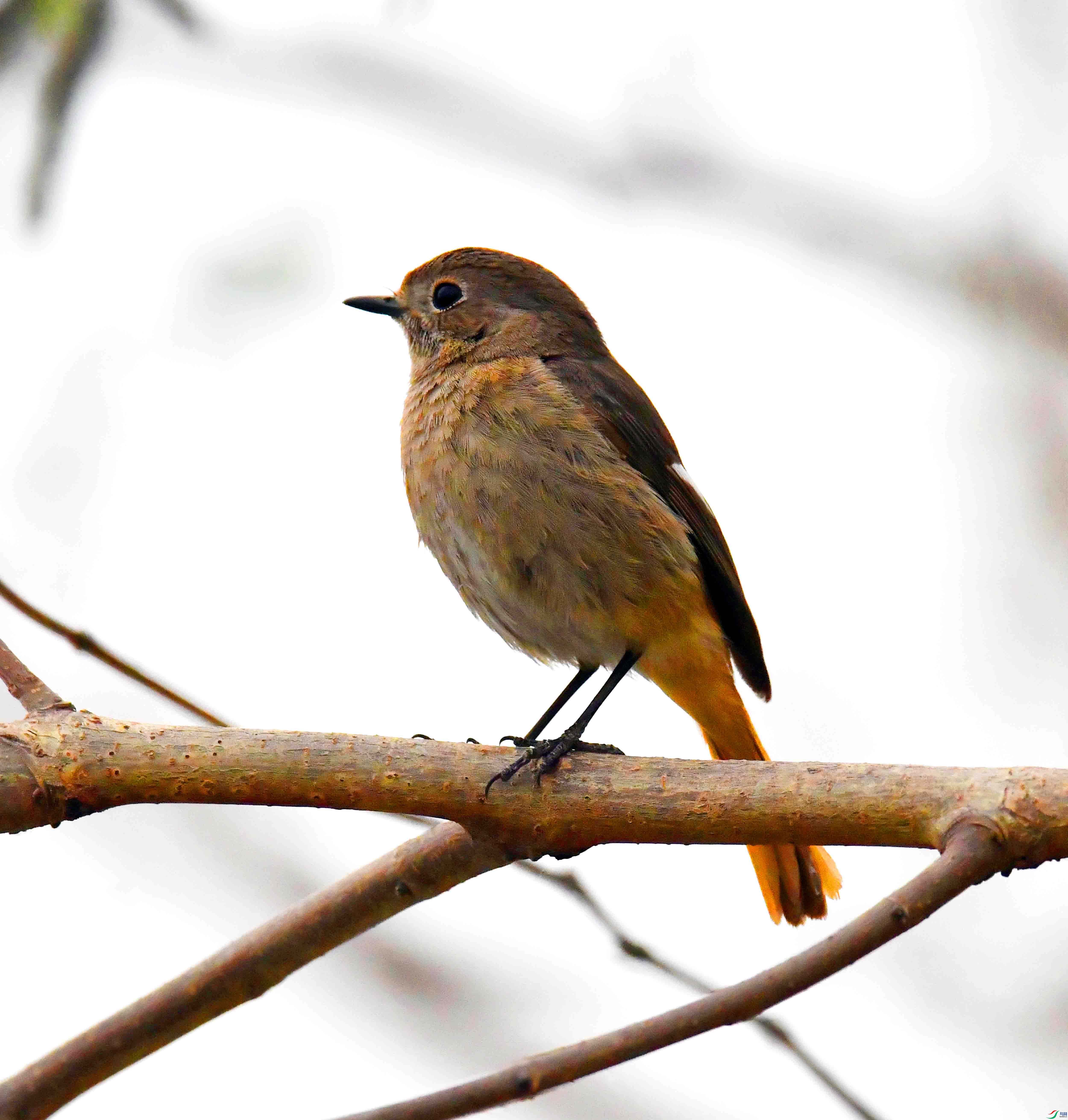 DSC_2871.JPG