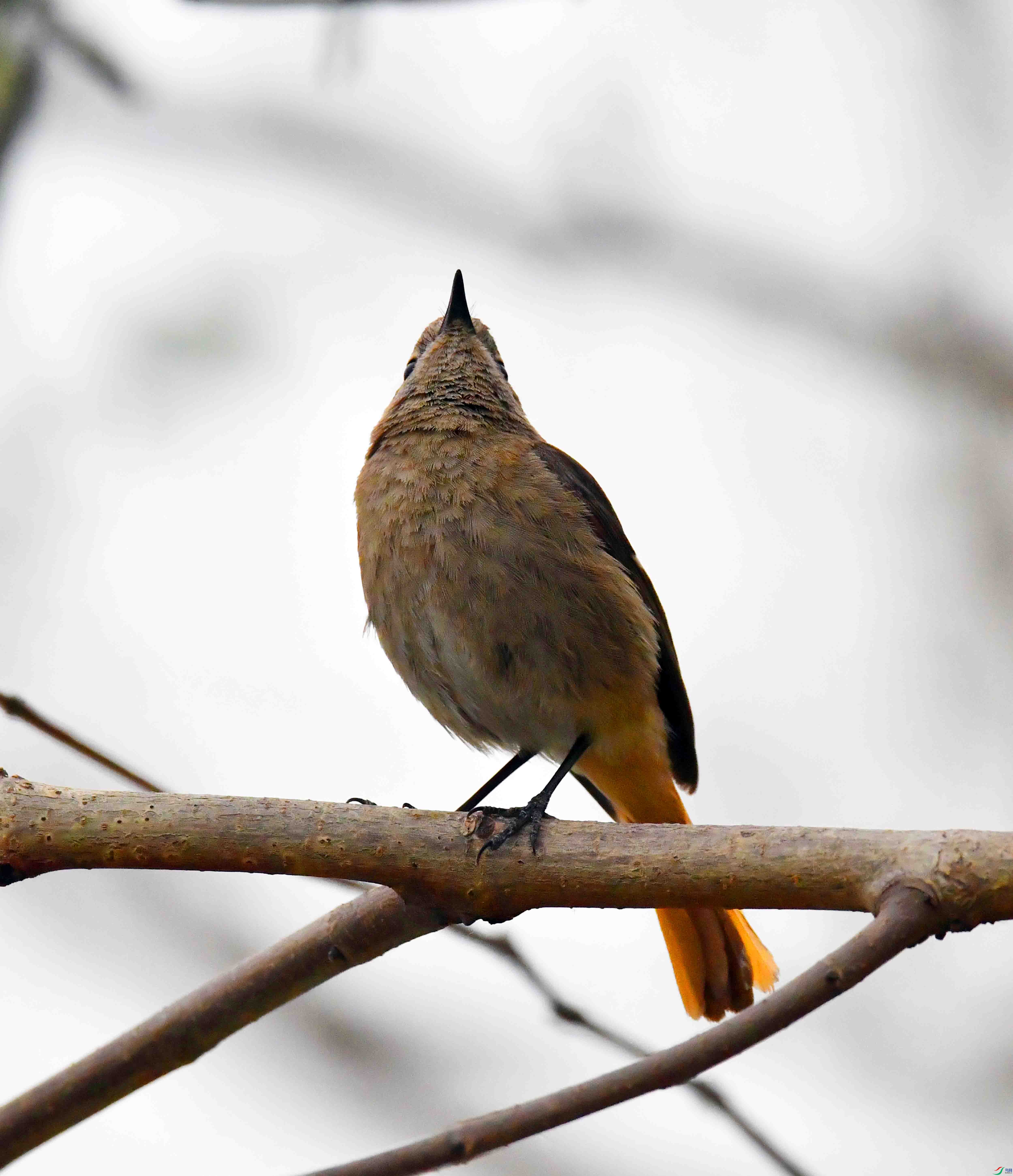 DSC_2878.JPG
