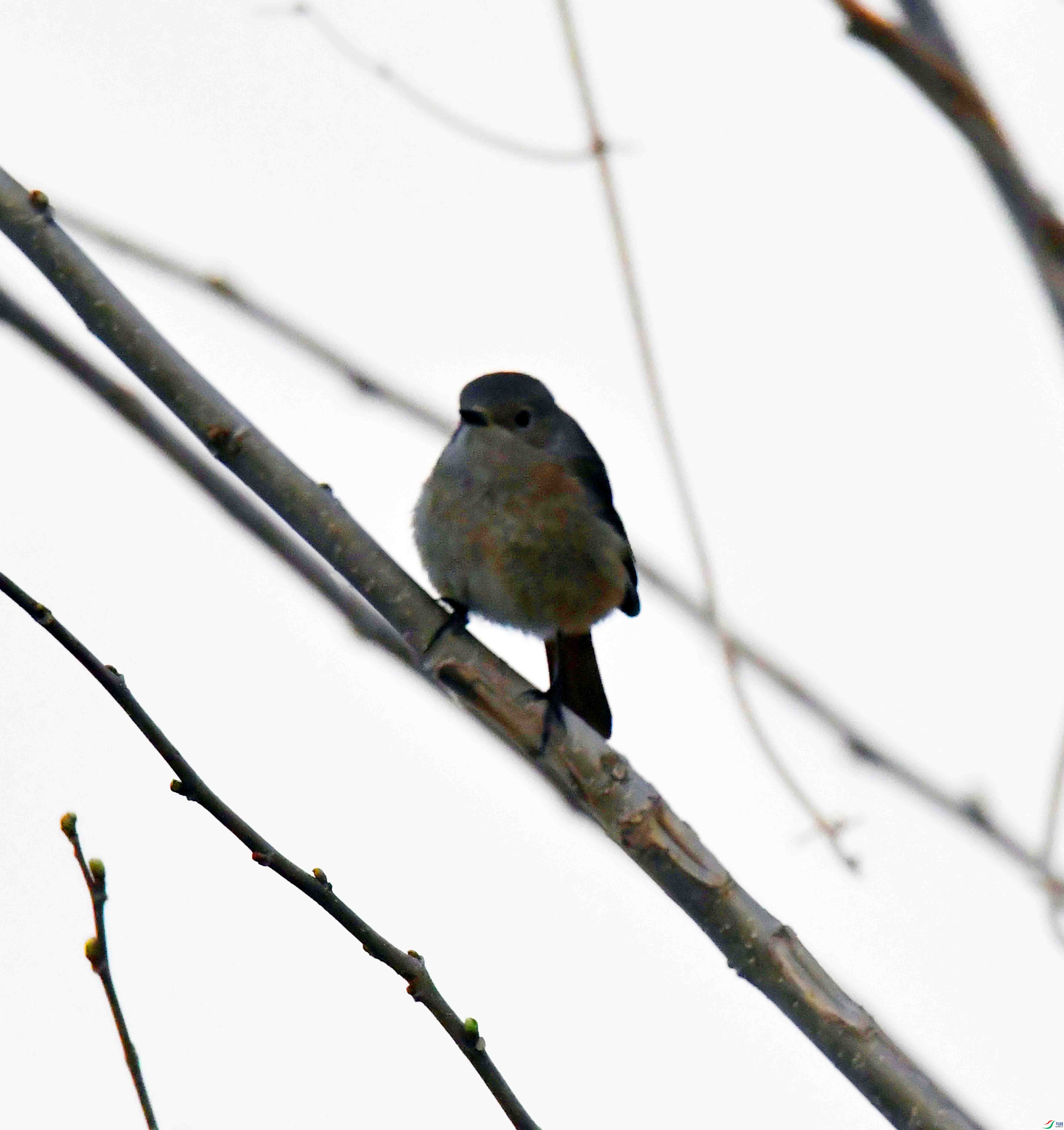DSC_8785.JPG