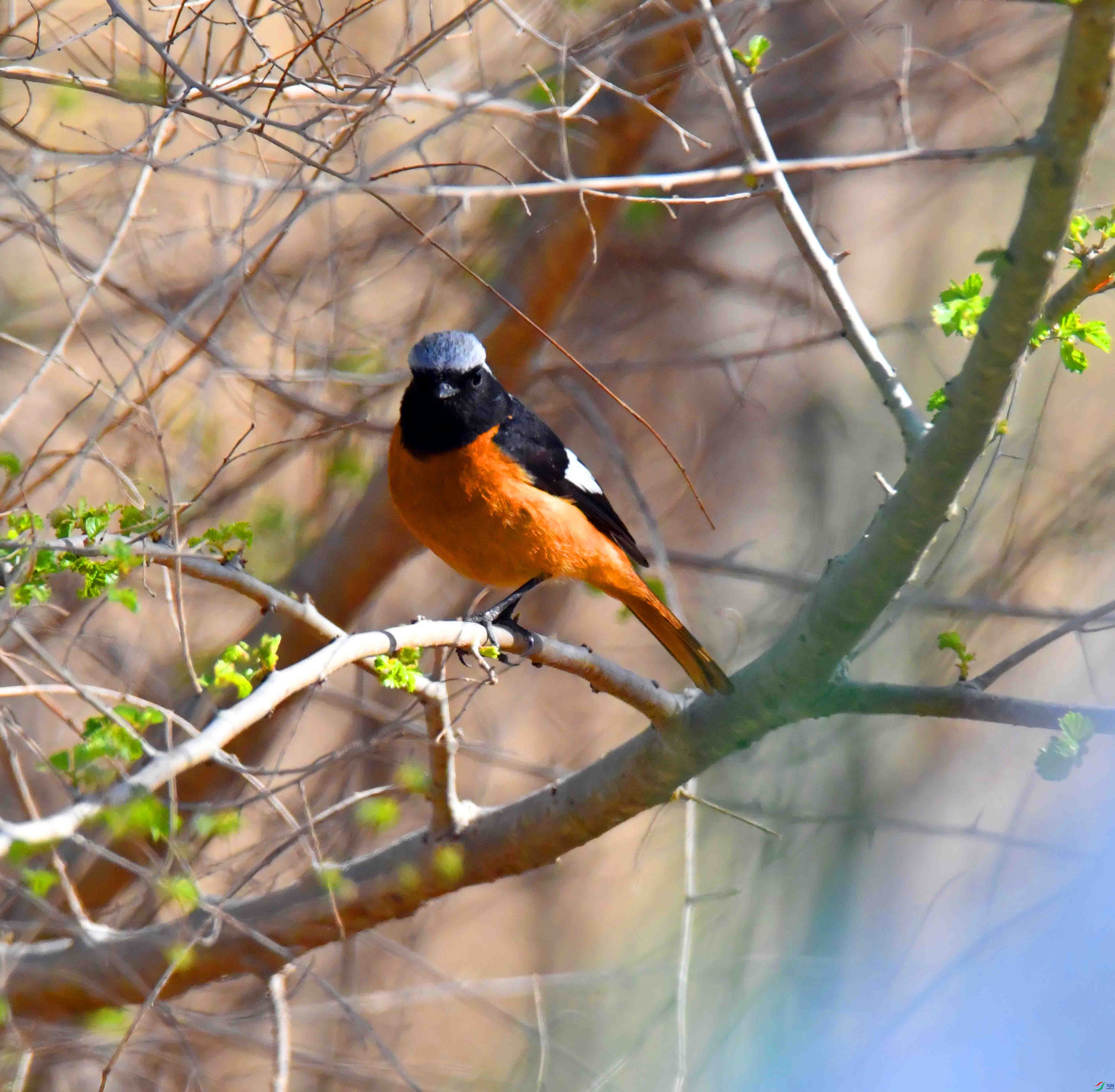 DSC_9910.JPG