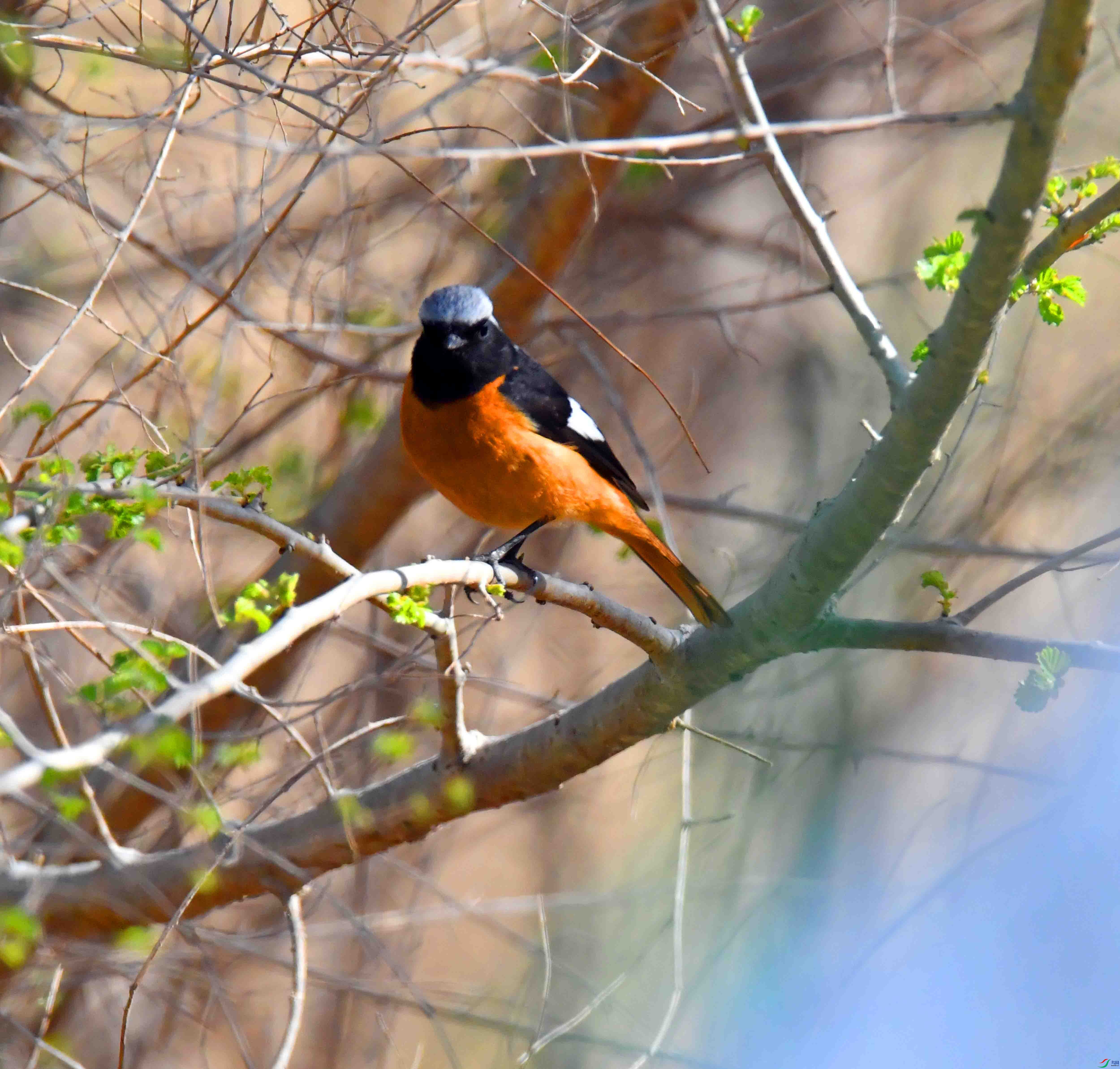 DSC_9909.JPG