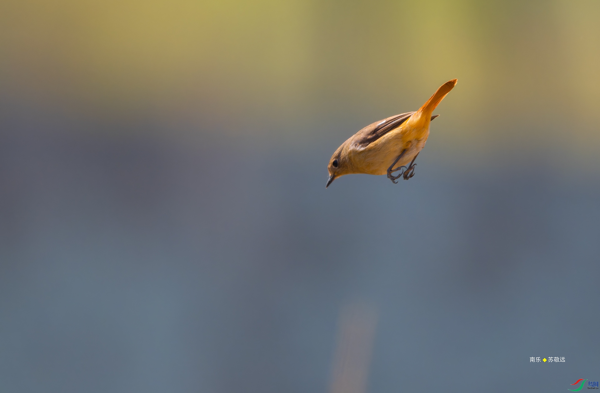 _DSC9909-NEF_DxO_С.jpg