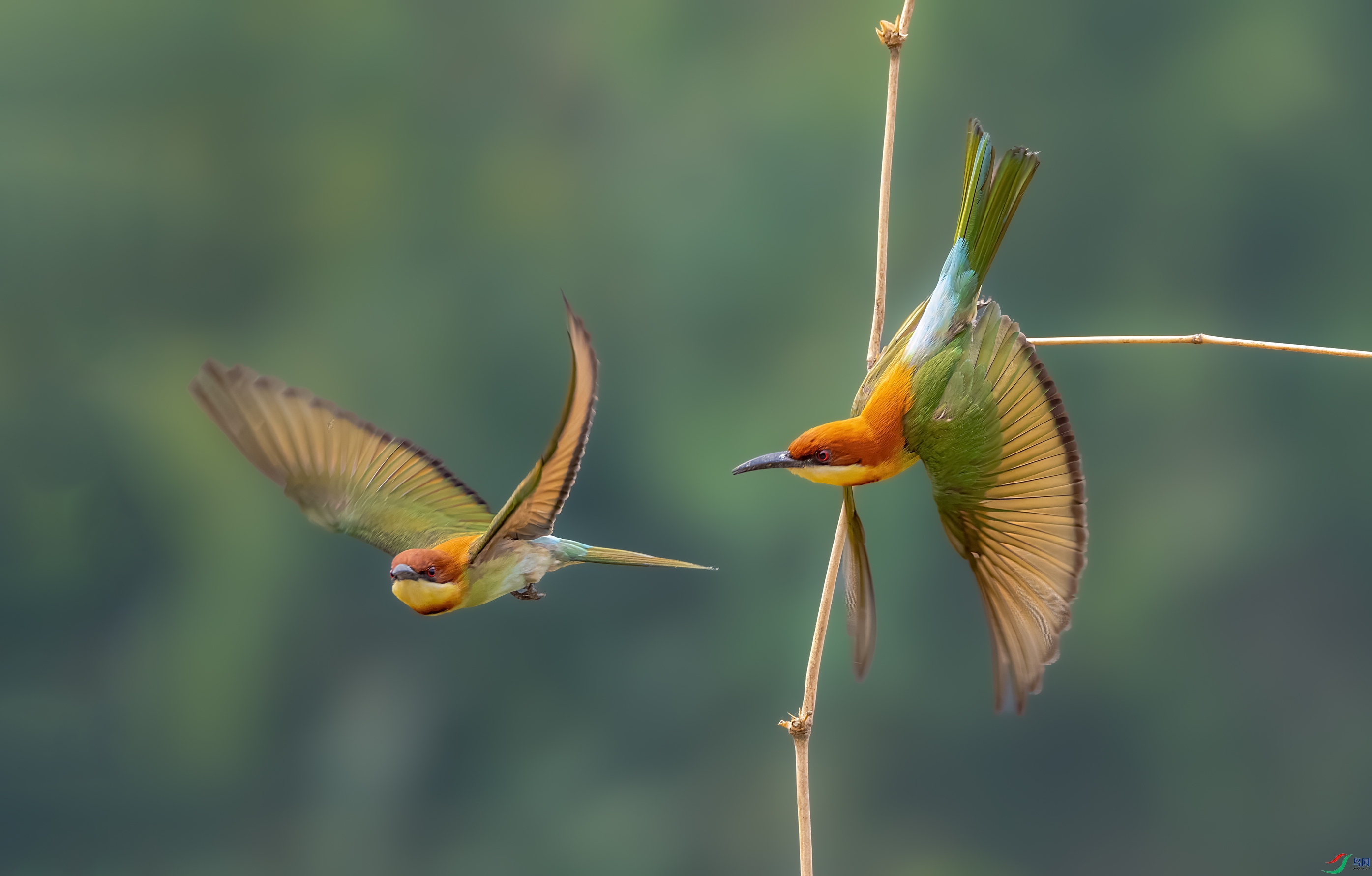��ͷ�仢