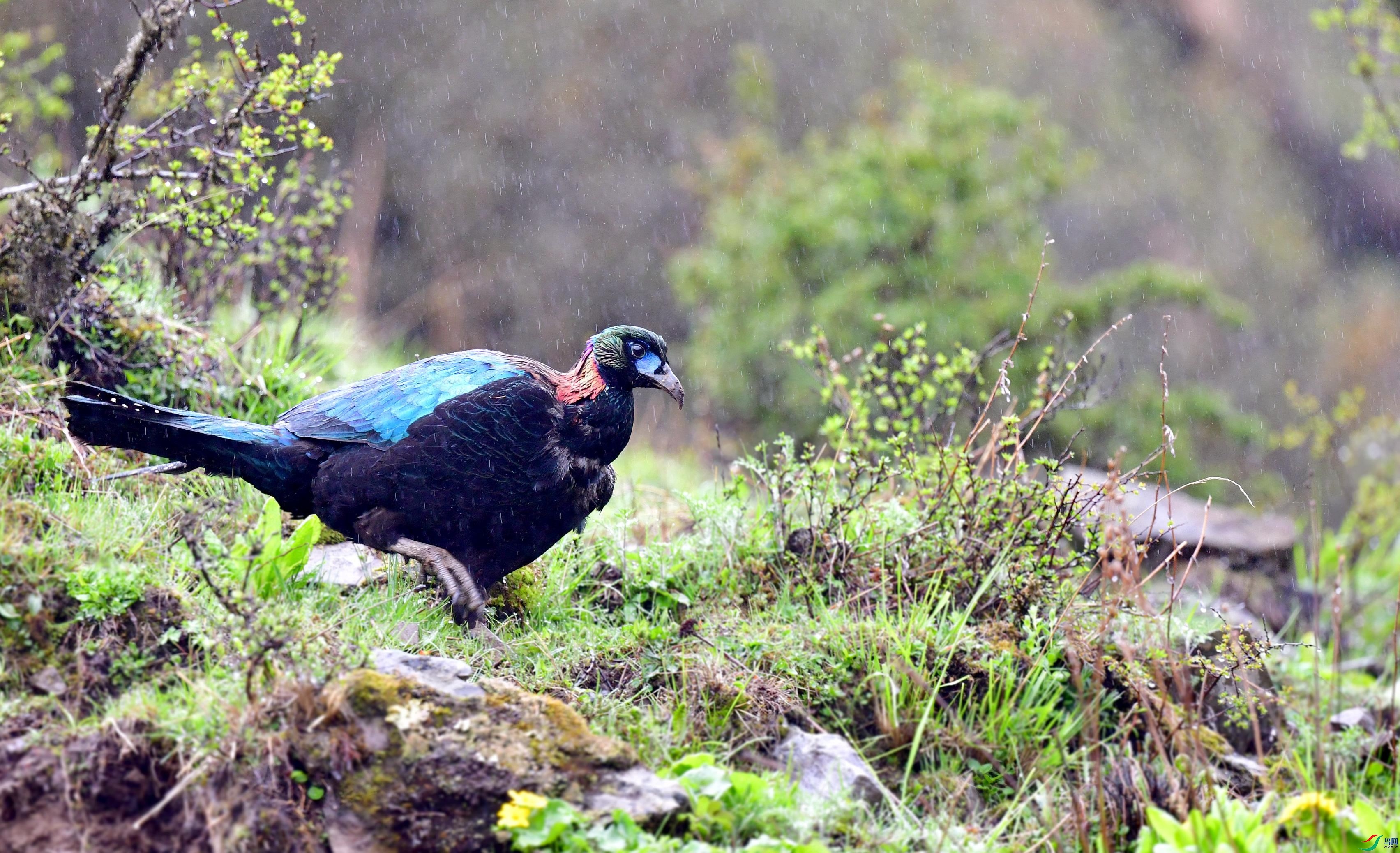 DSC_2990_conew1.jpg