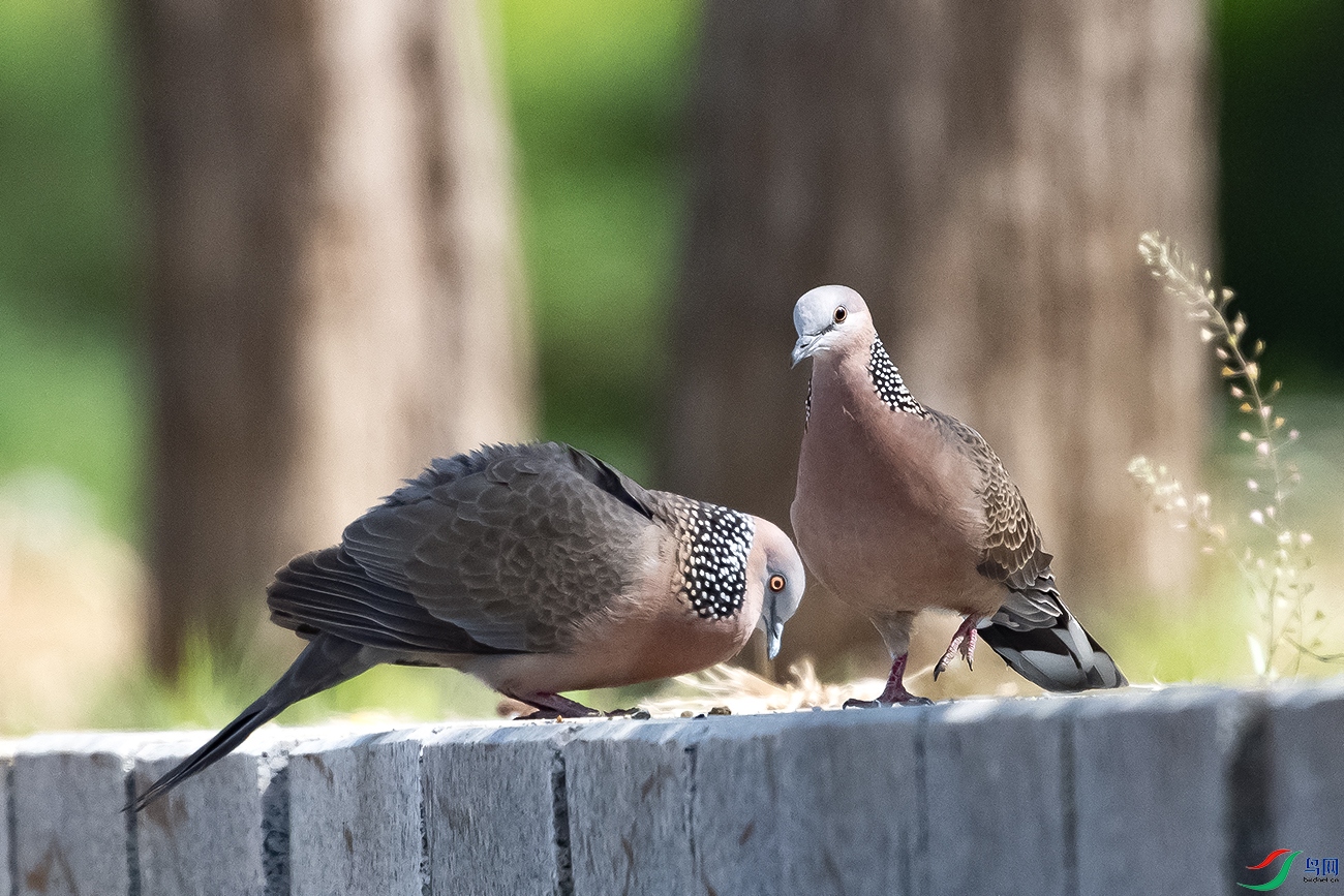 DSC_9427-.jpg