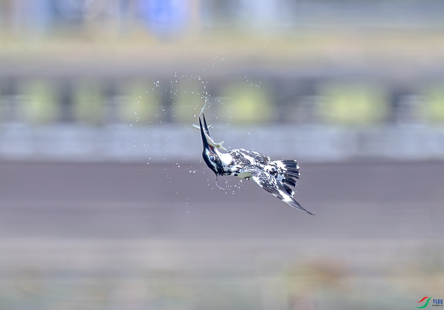 DSC_0410-����ǿ-NR ����.jpg