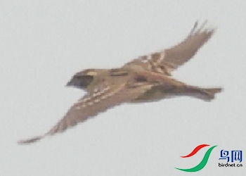 ΢�Ž�ͼ_20250429154801.png
