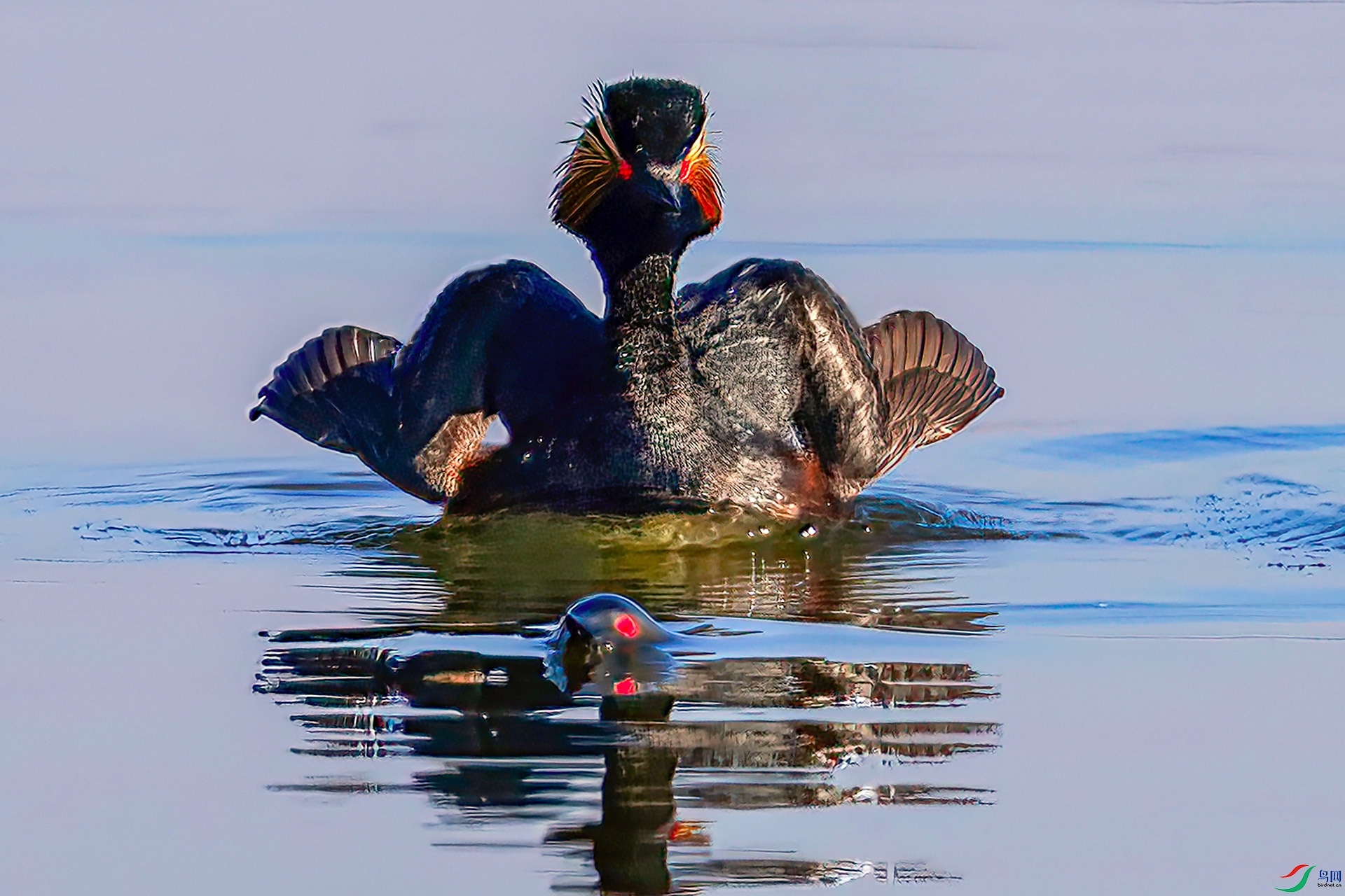 060A1415 ����-Sh---1+.jpg