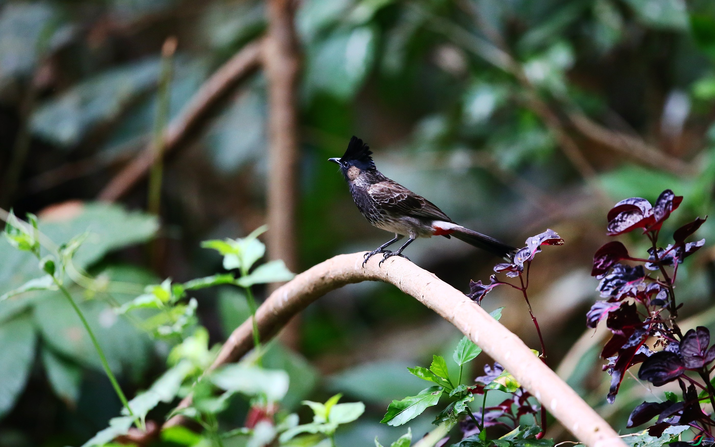 �ں������� (15).JPG