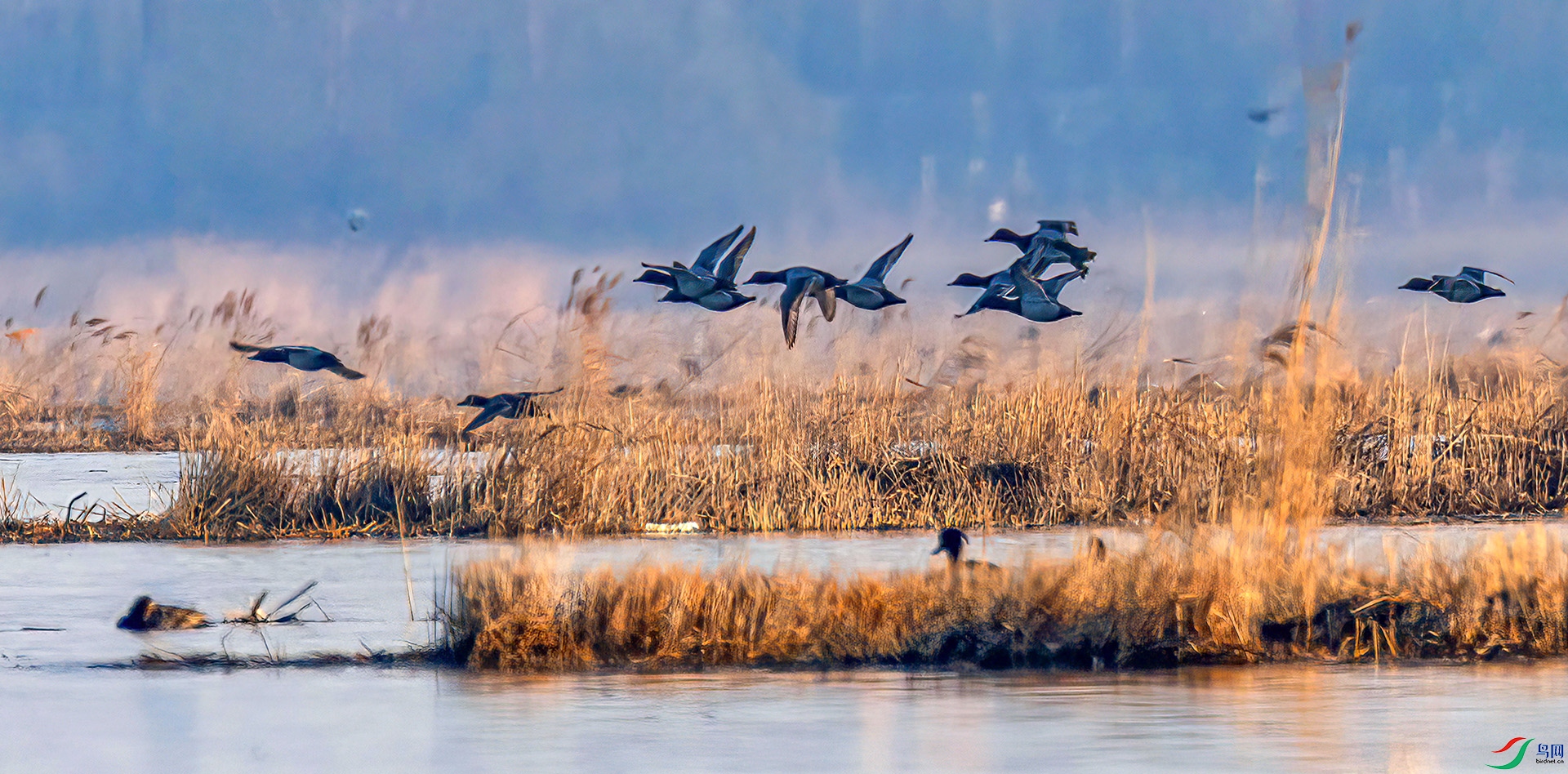 060A1040 ����-Sh---1 .jpg