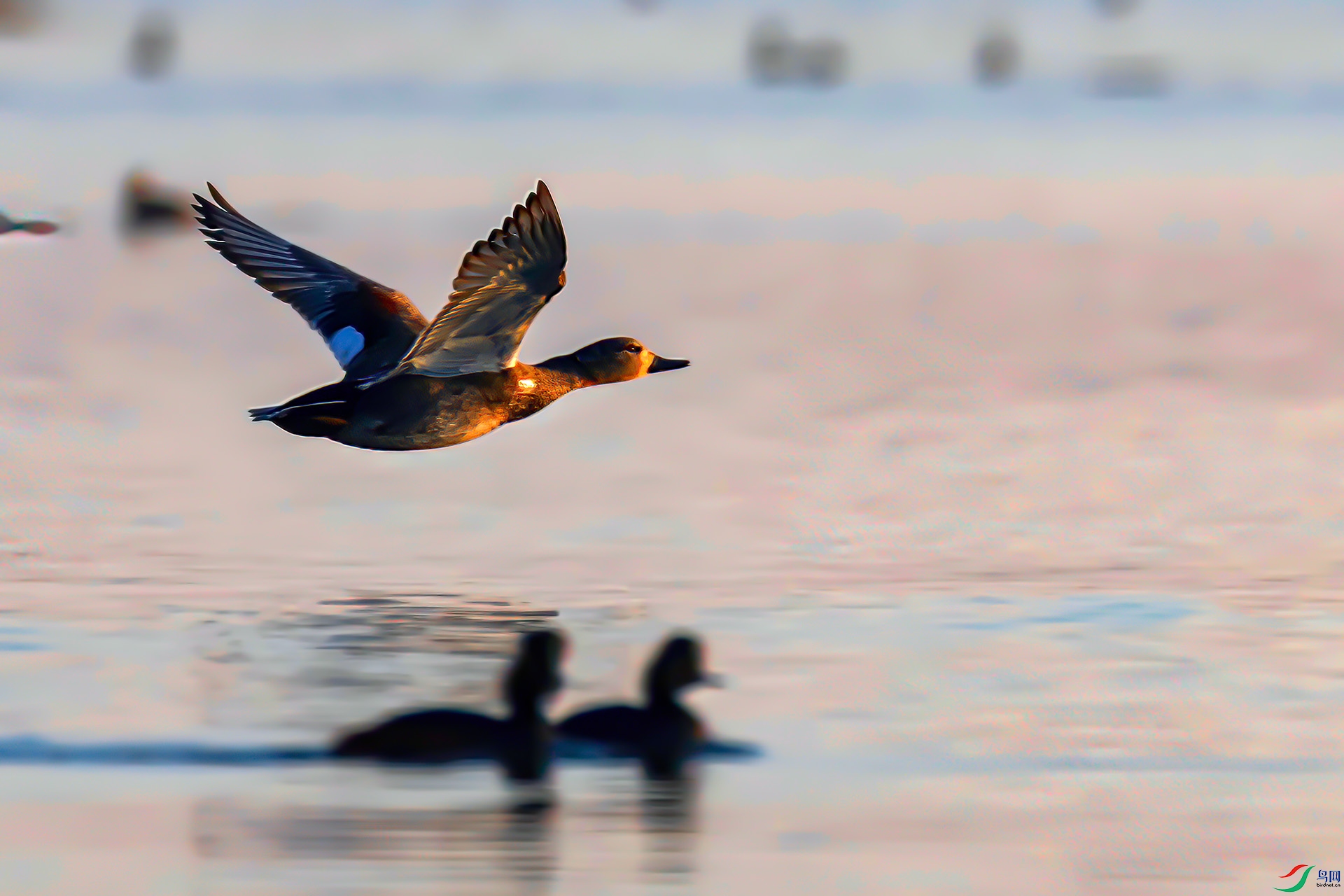 060A0374 ����-Sh----1 .jpg