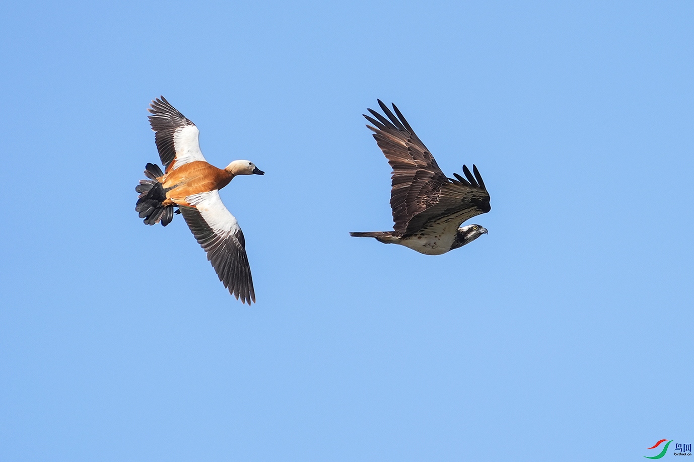 DSC03615 ����.jpg