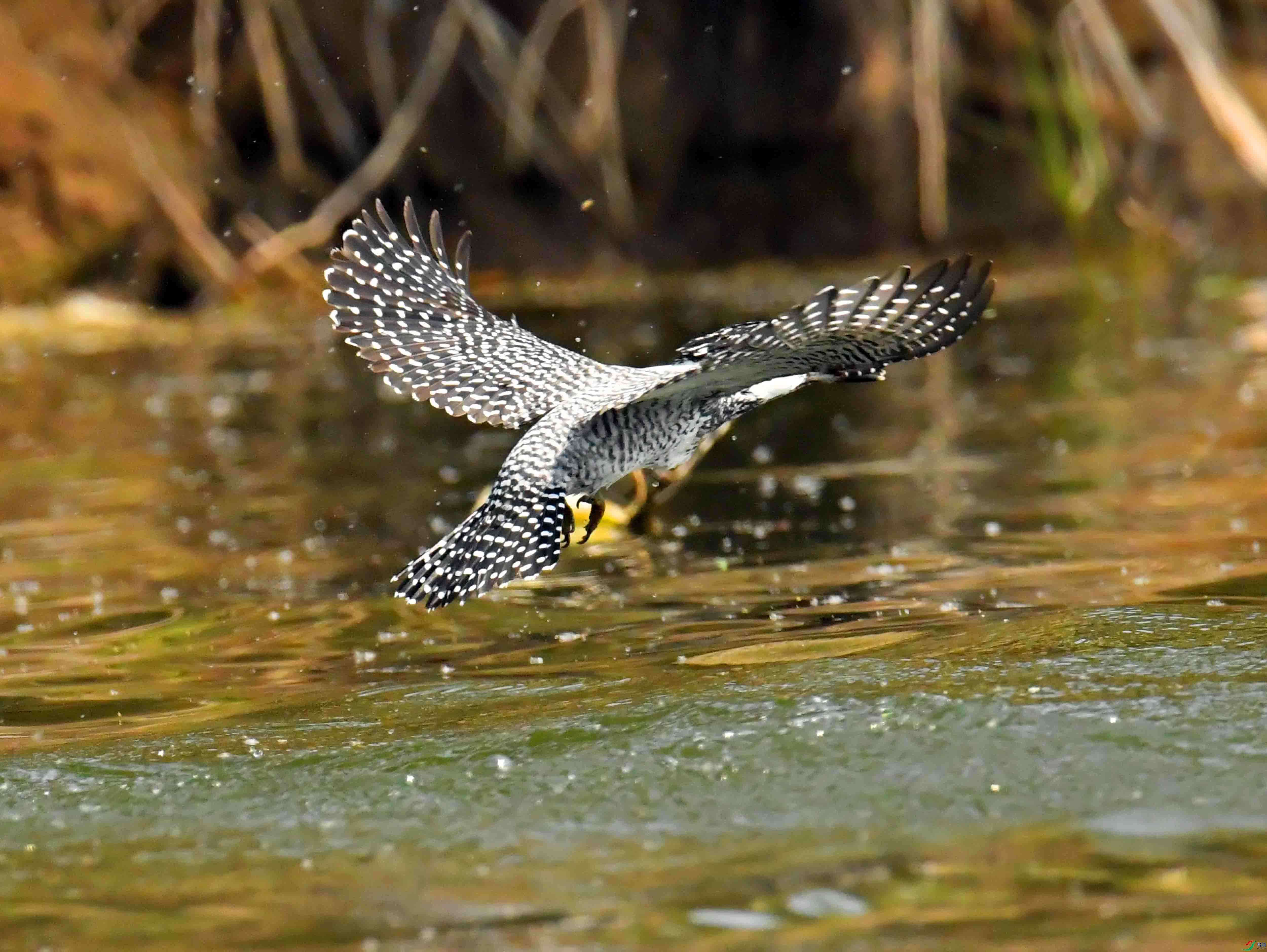 DSC_0964.JPG