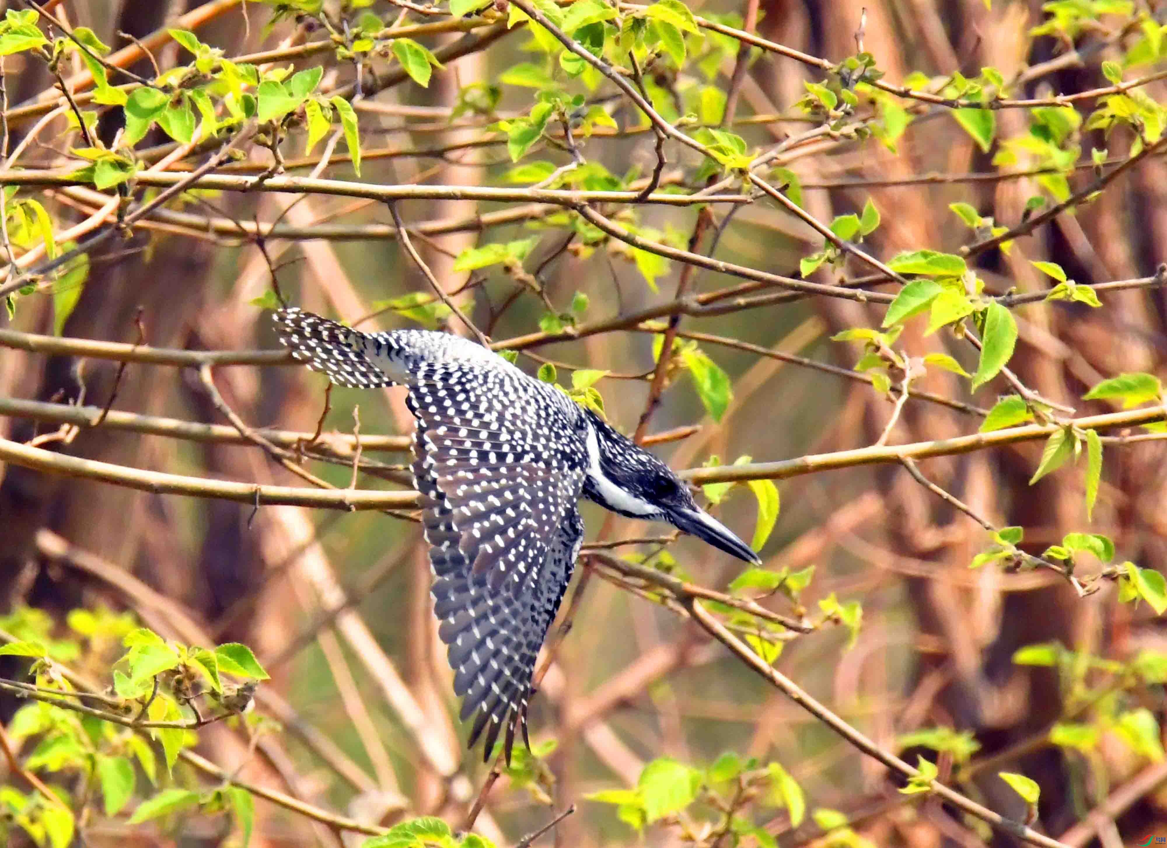 DSC_0977.JPG