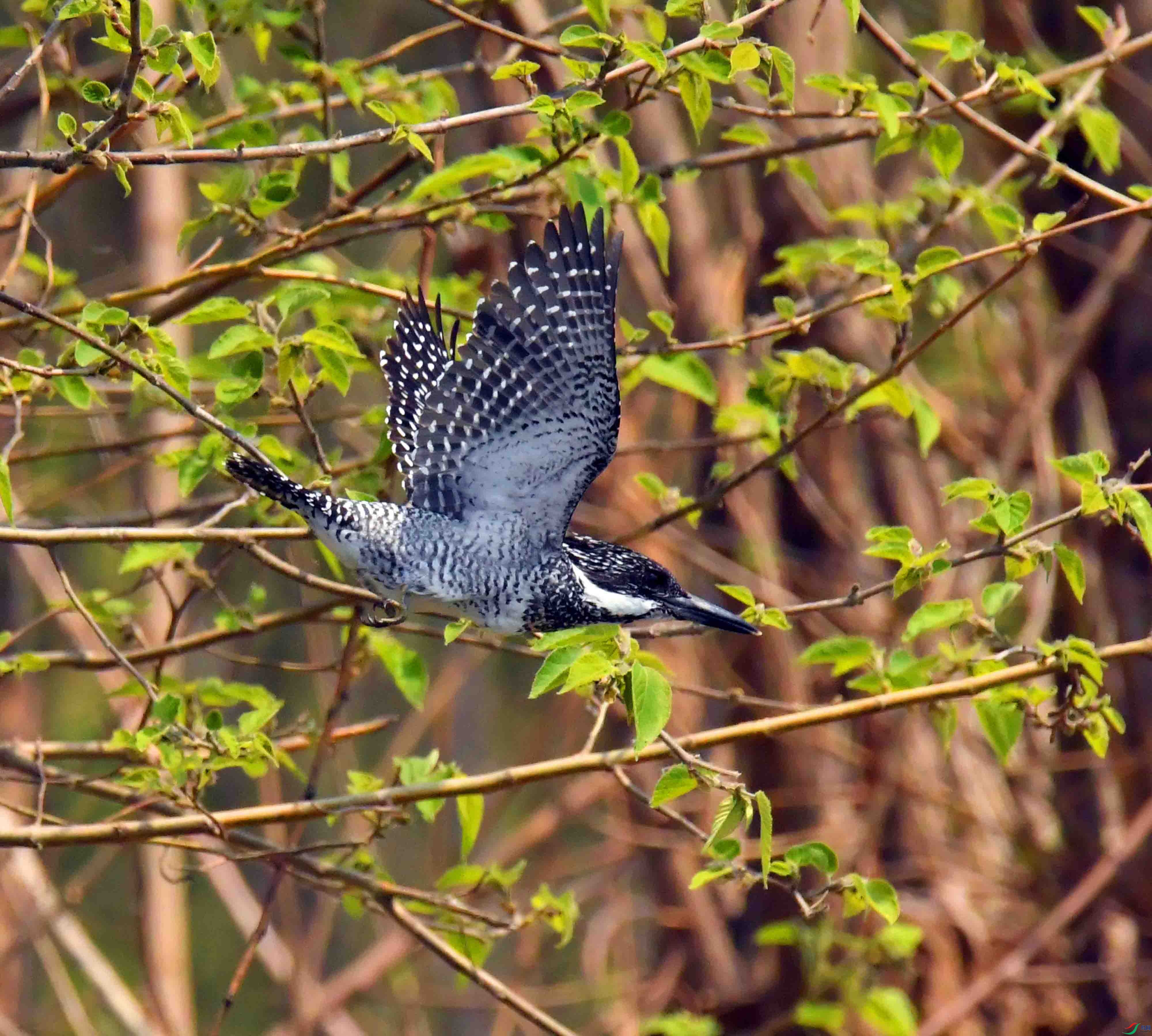 DSC_0988.JPG