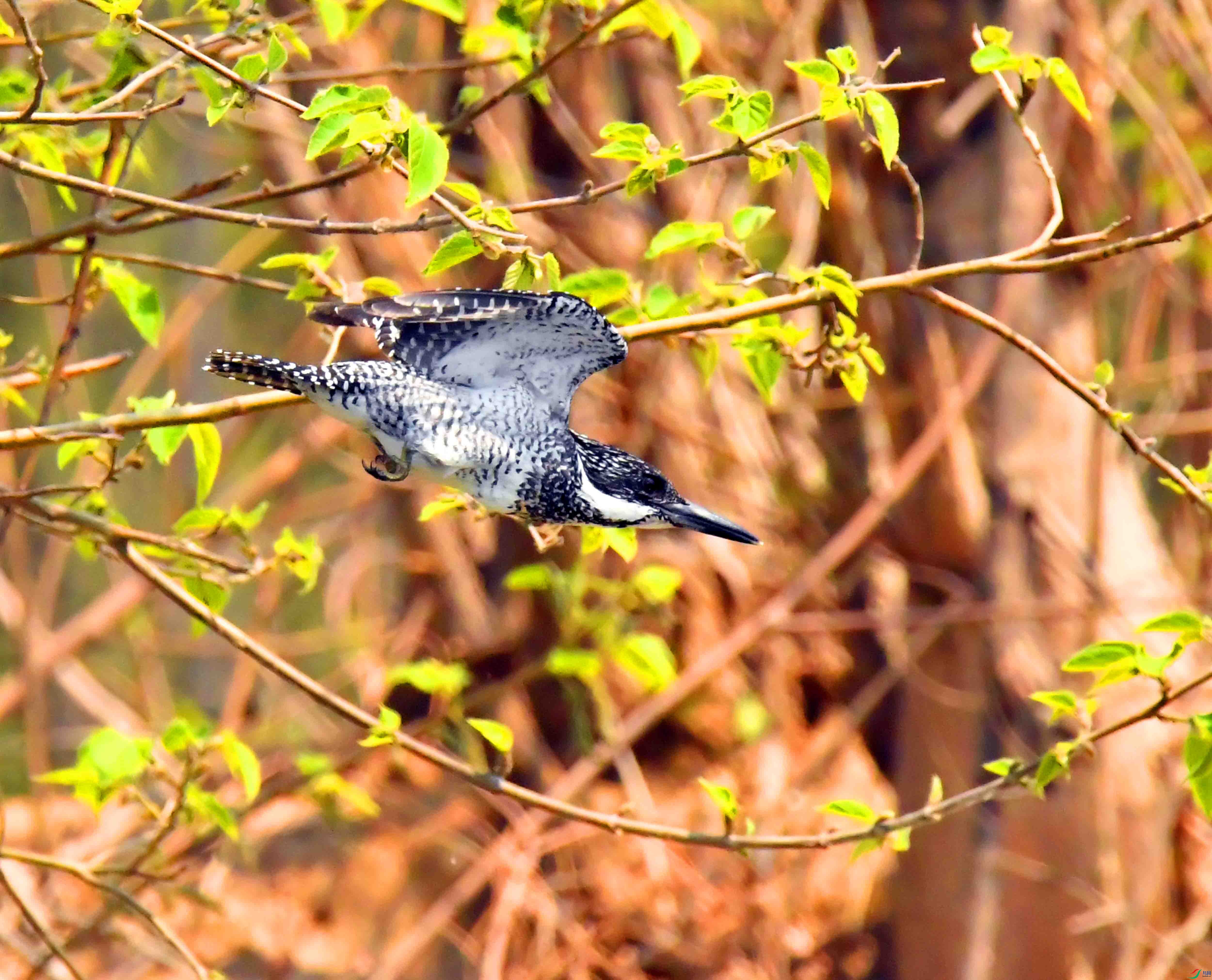 DSC_0989.JPG