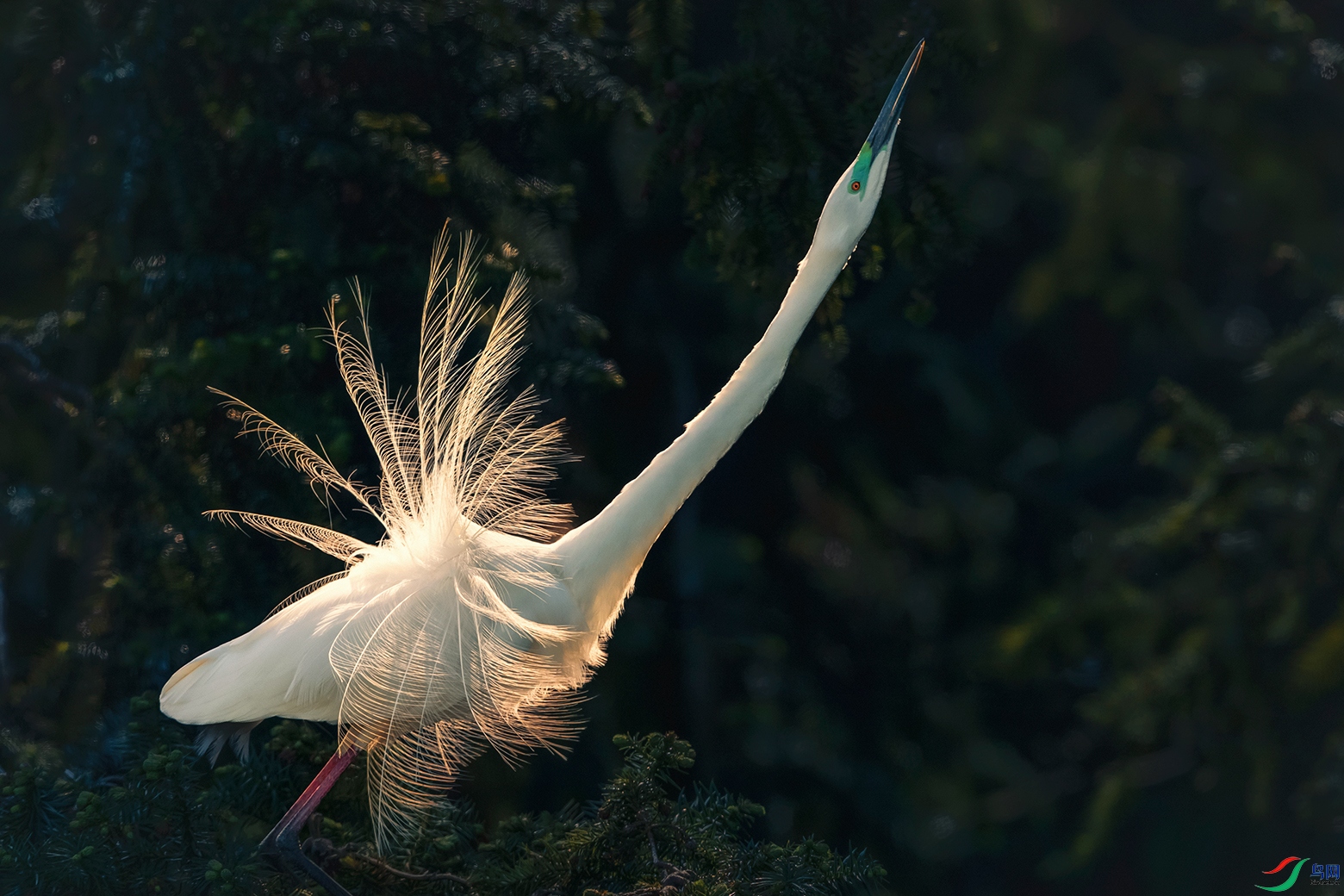 ����----�����崺��