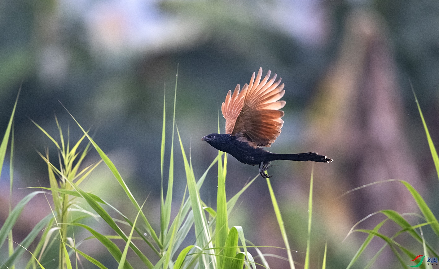 DSC_1772 ����.jpg