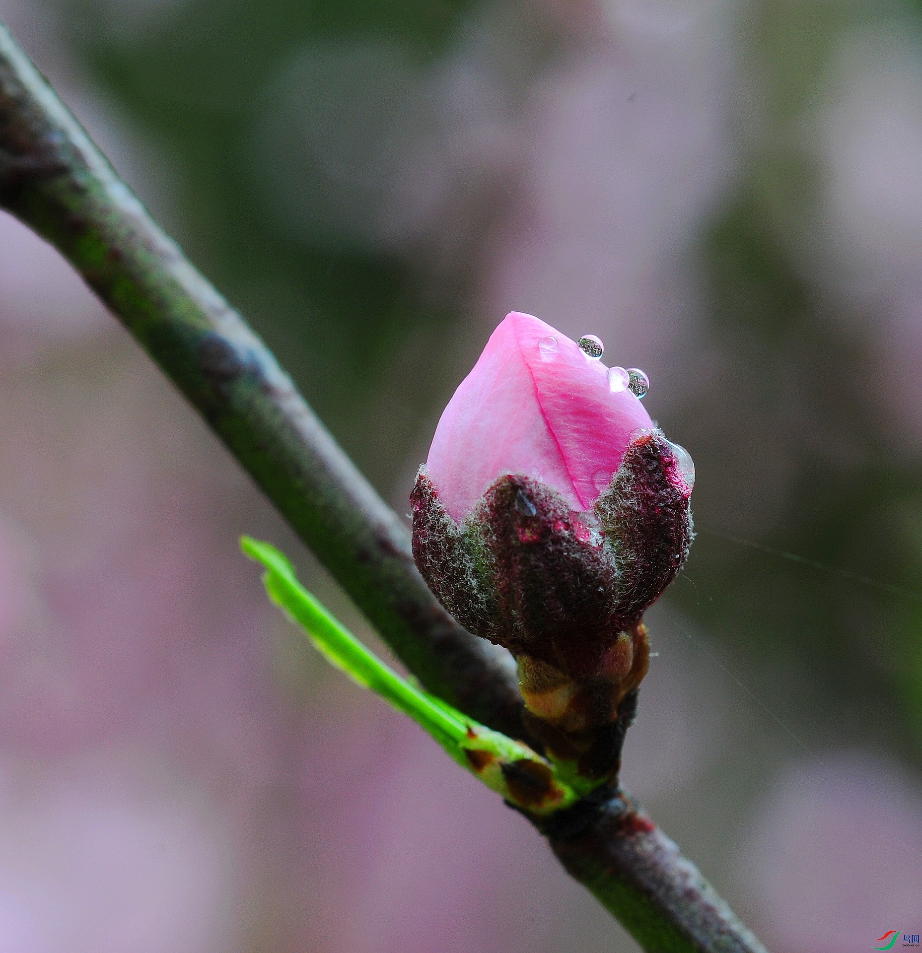 DSC_9138.jpg