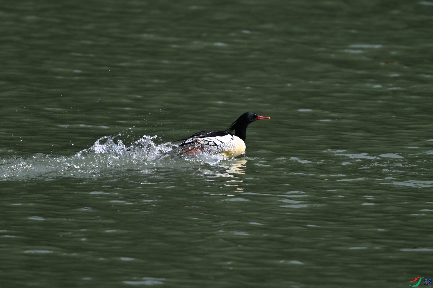 DSC_7352.JPG