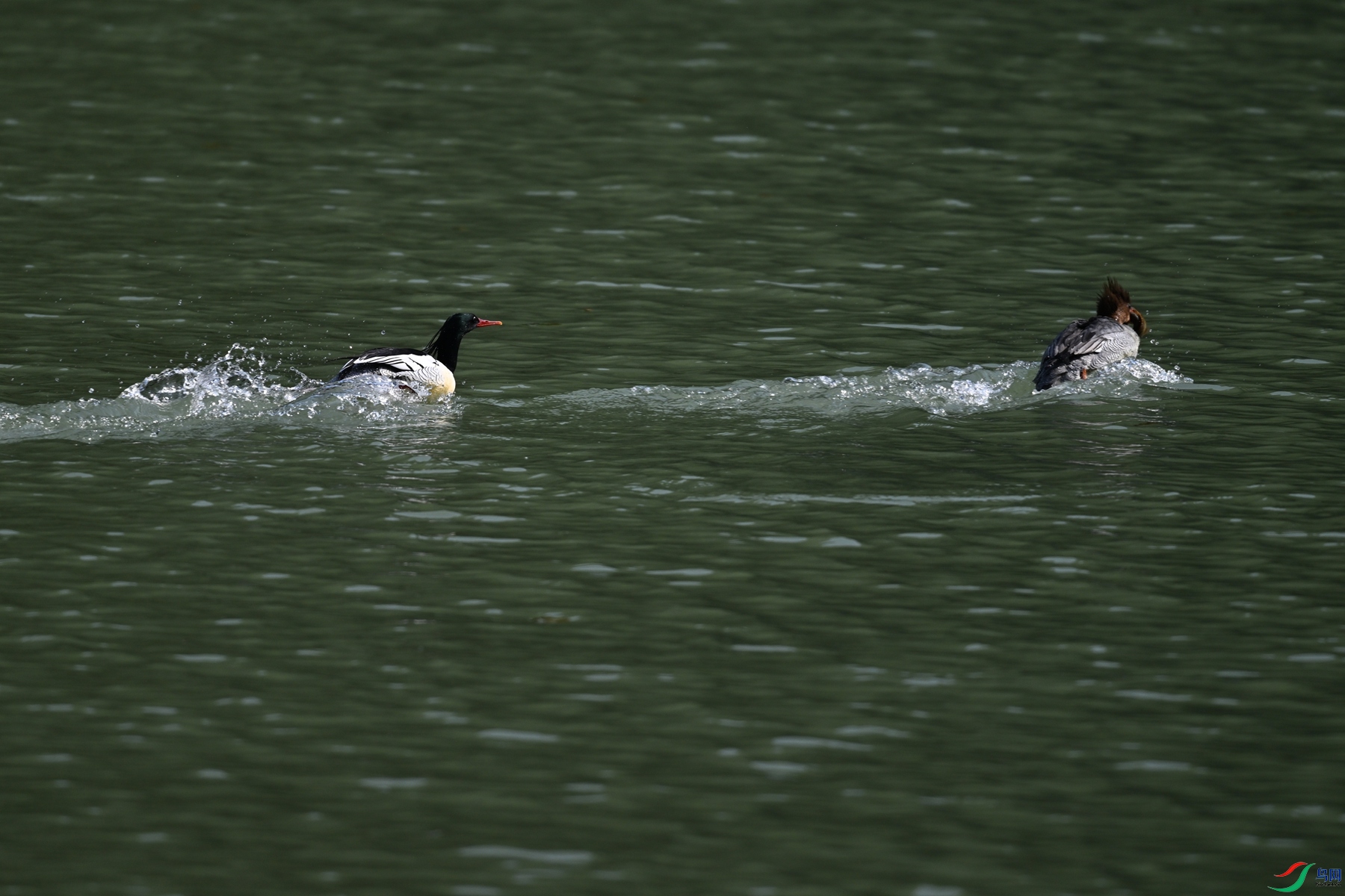 DSC_7357.JPG