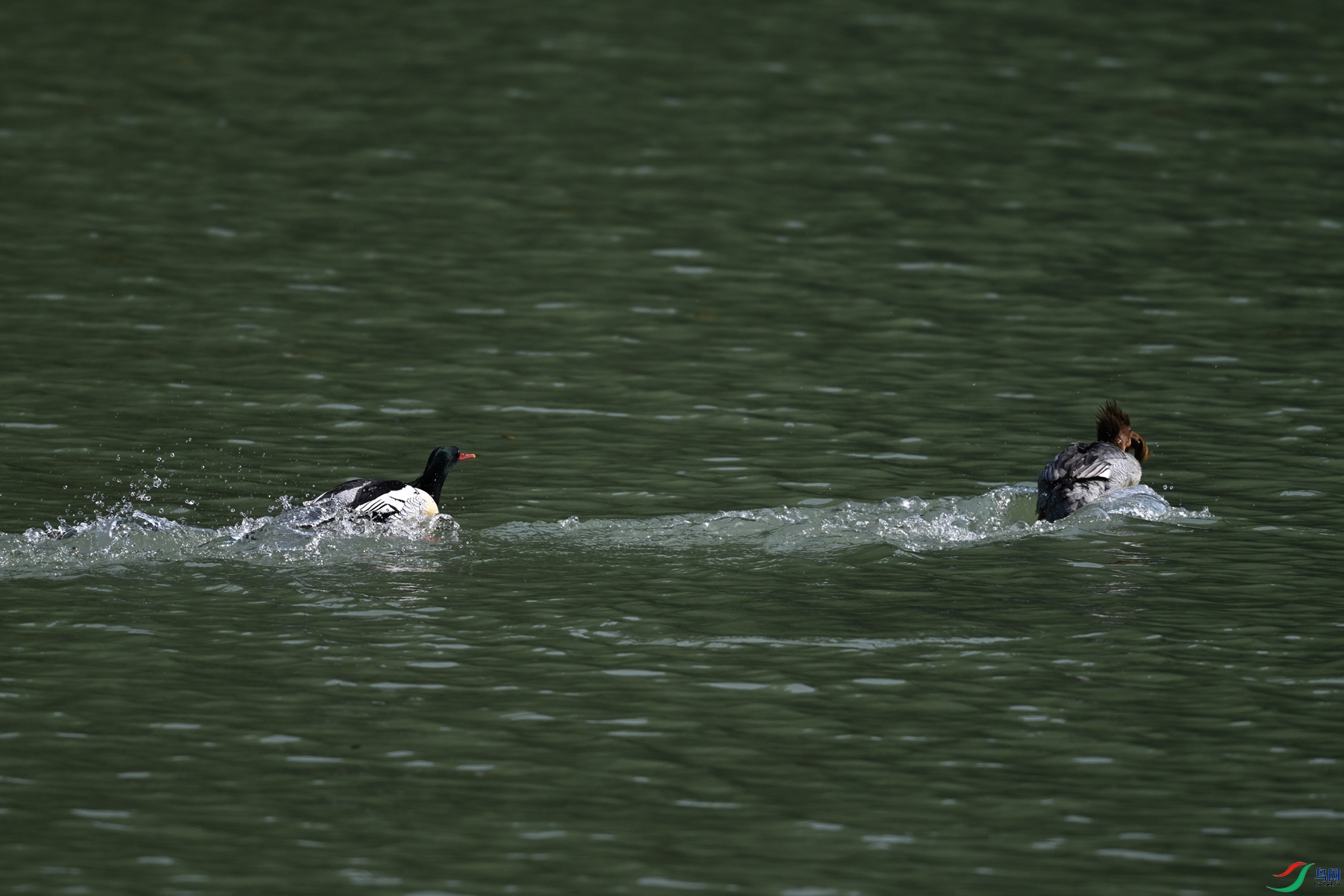 DSC_7358.JPG