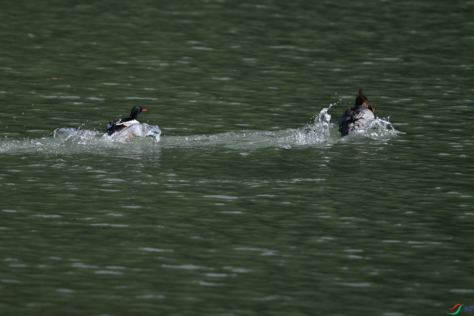 DSC_7360.JPG