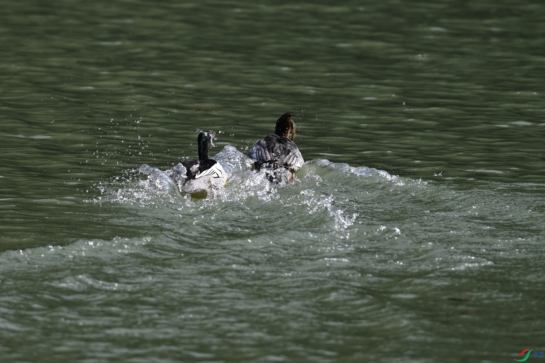 DSC_7362.JPG