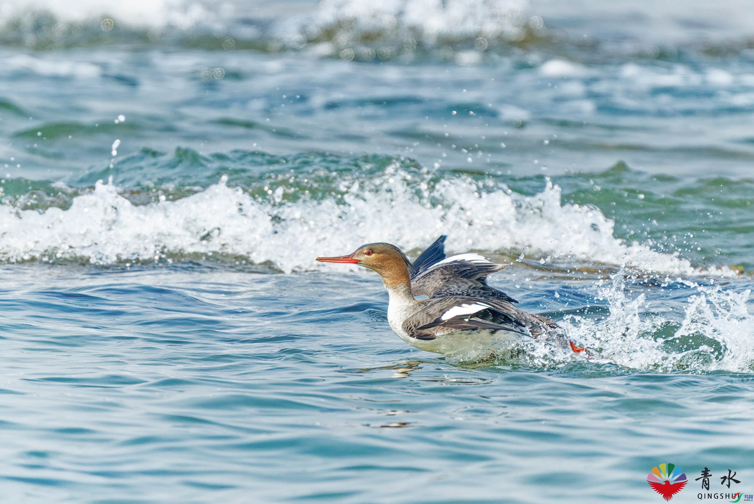 DSC08933_DxO.jpg