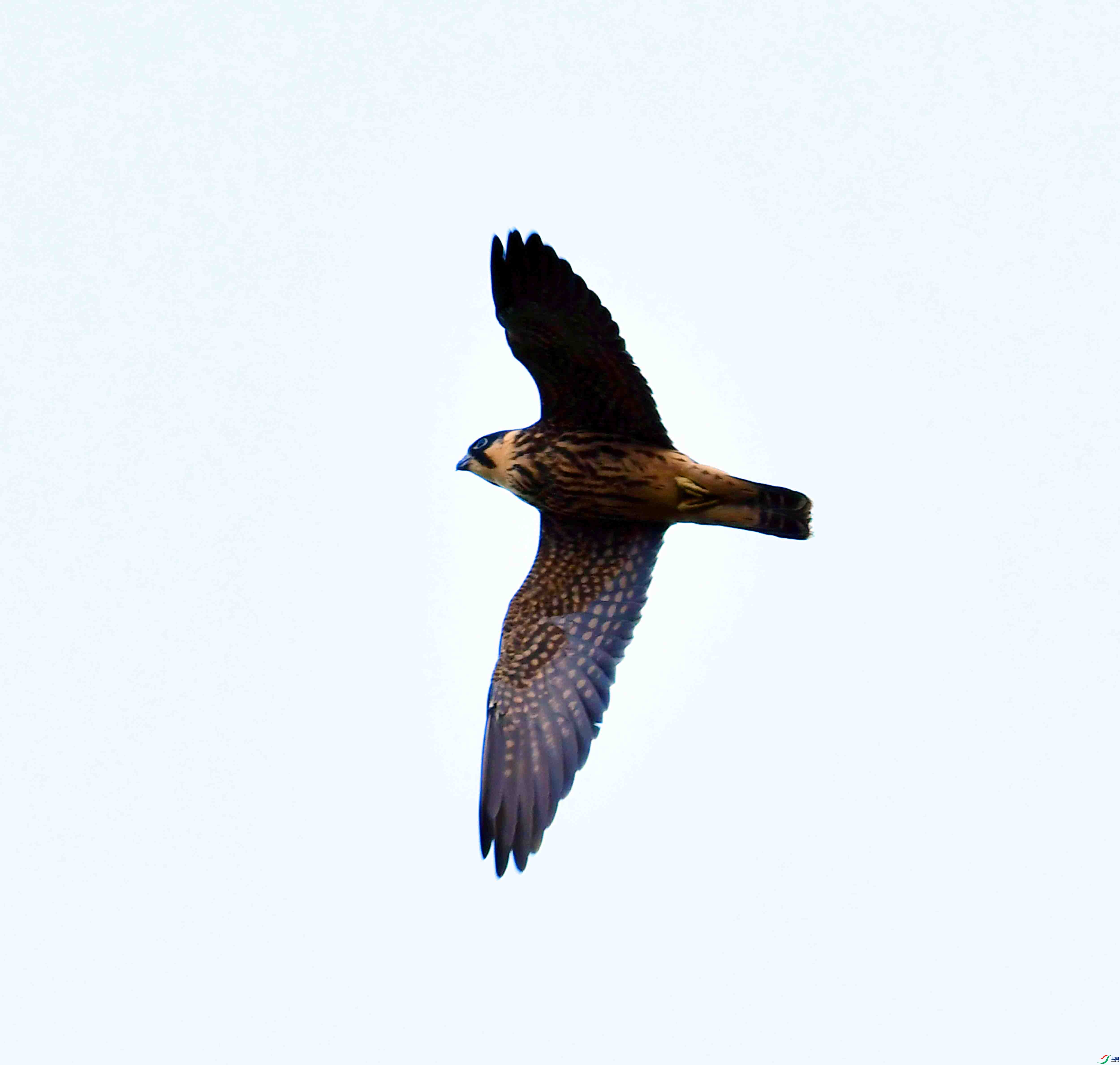 DSC_1037.JPG