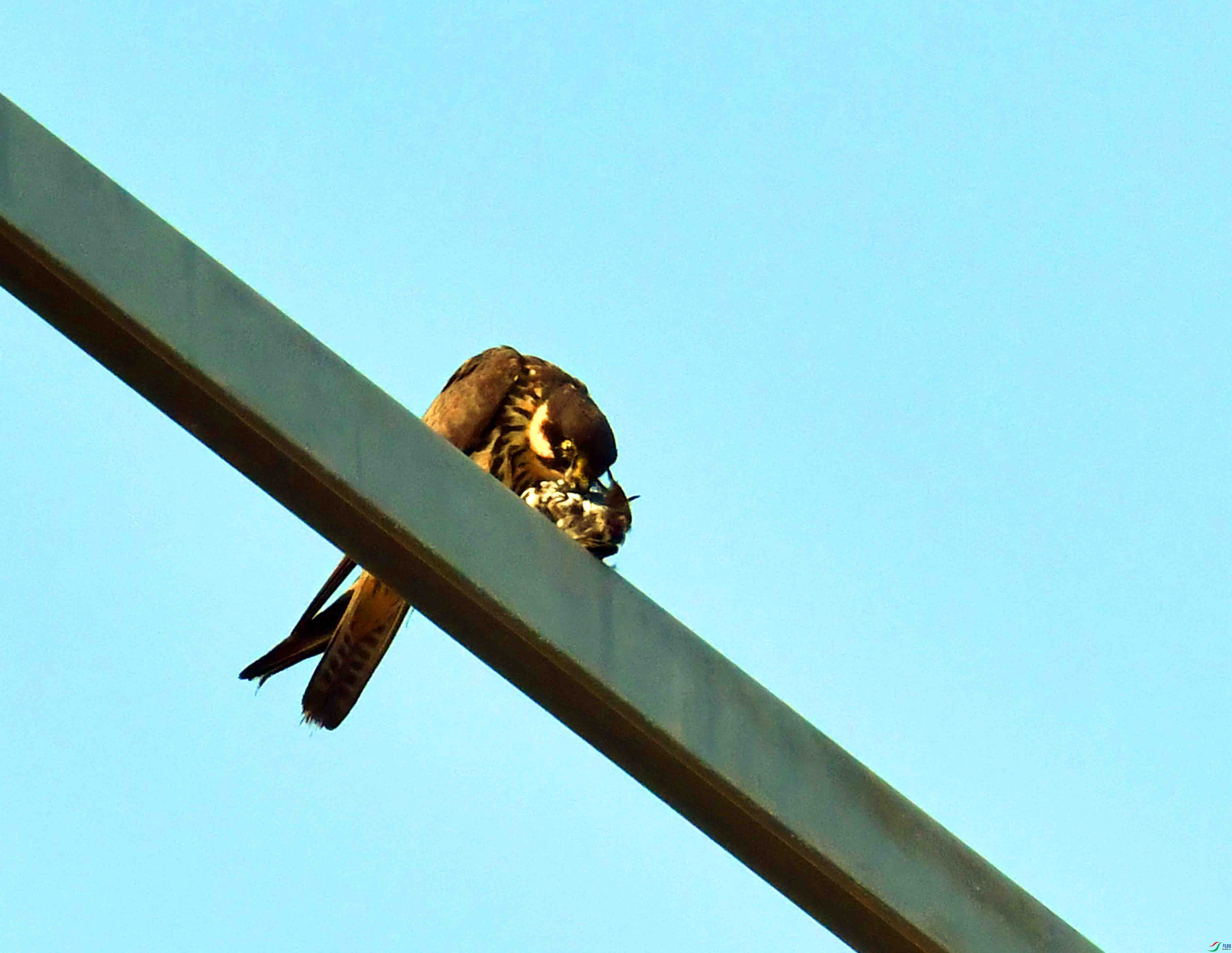 DSC_1387.JPG