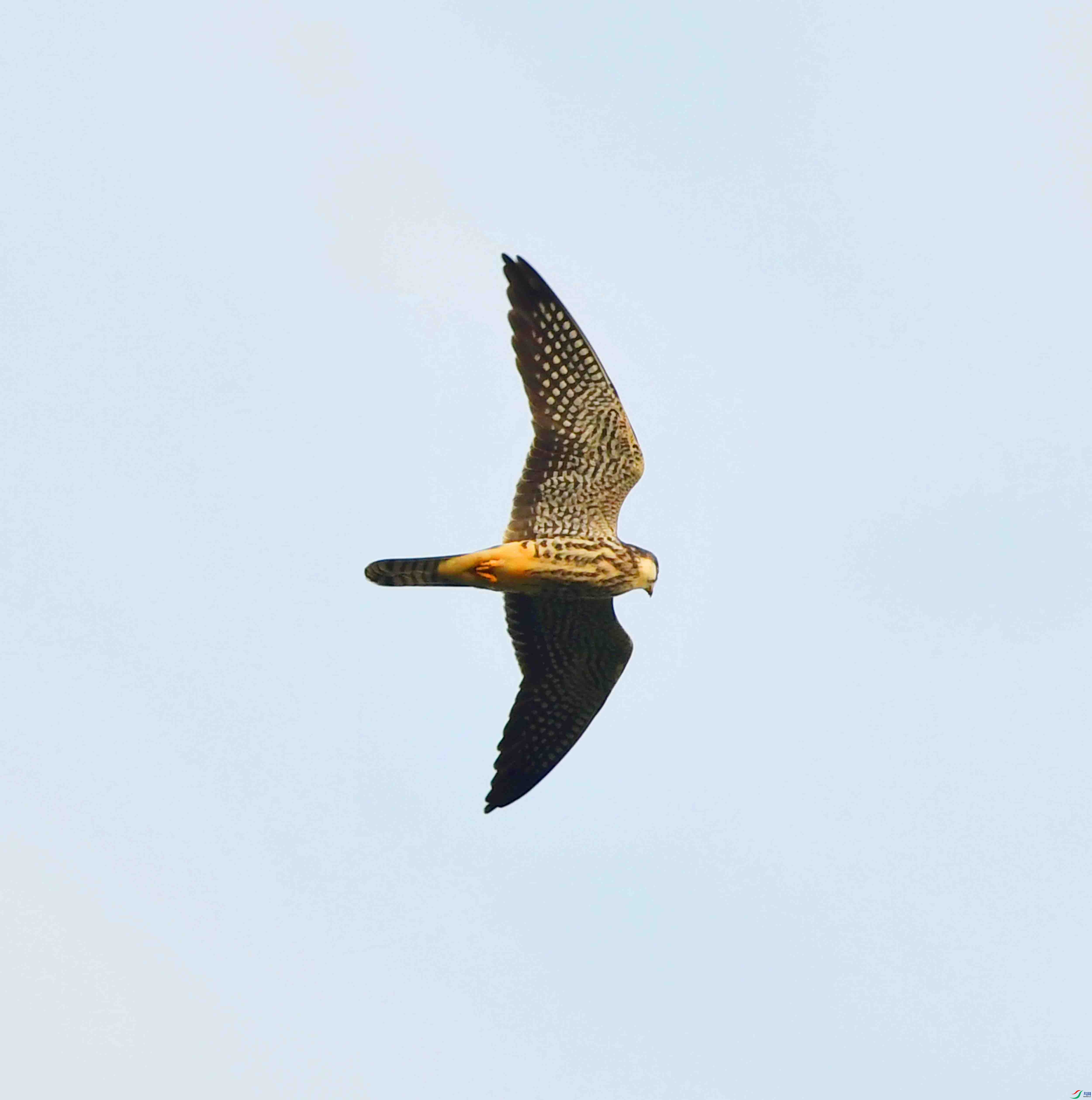 DSC_1423.JPG