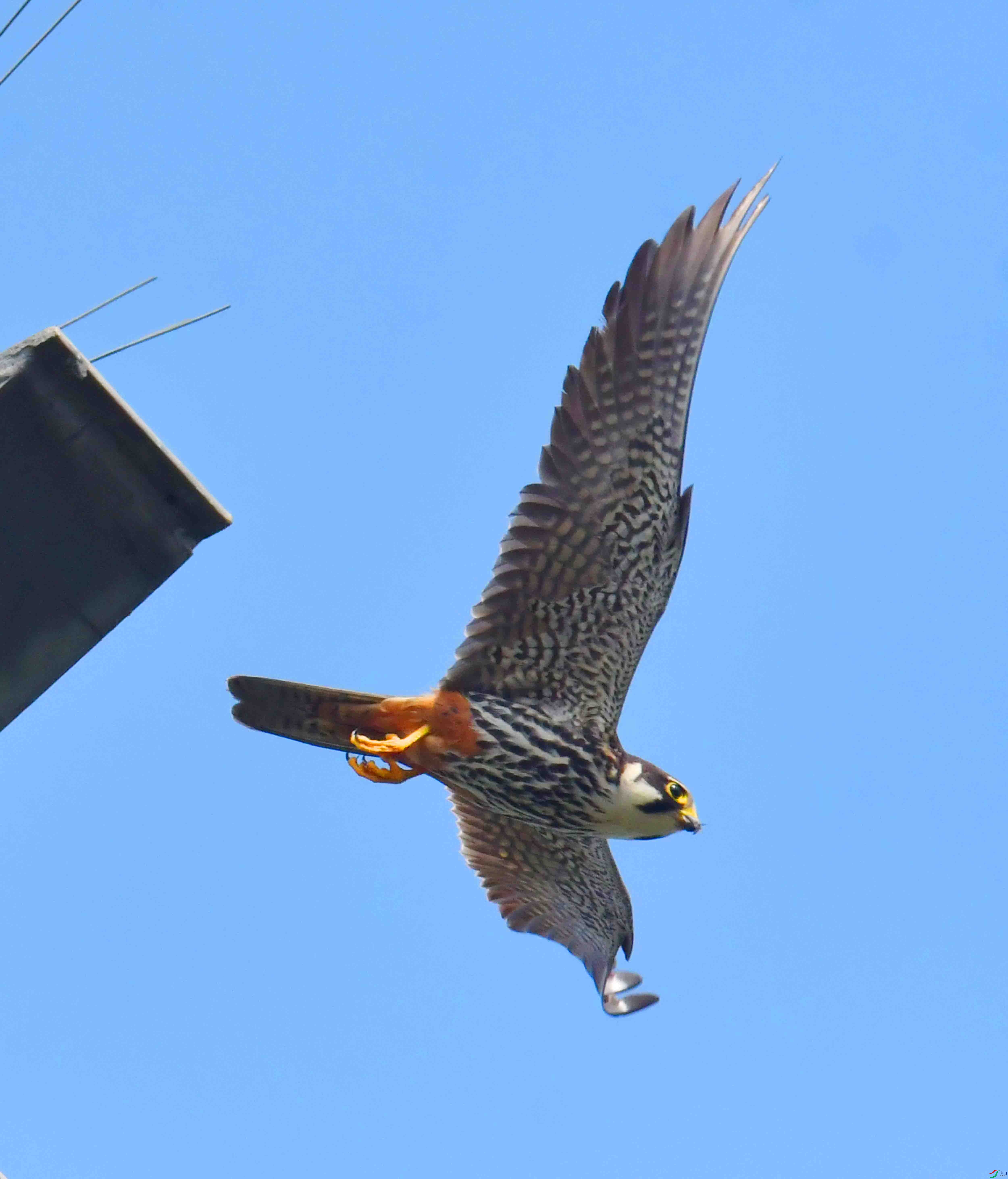 DSC_1652.JPG