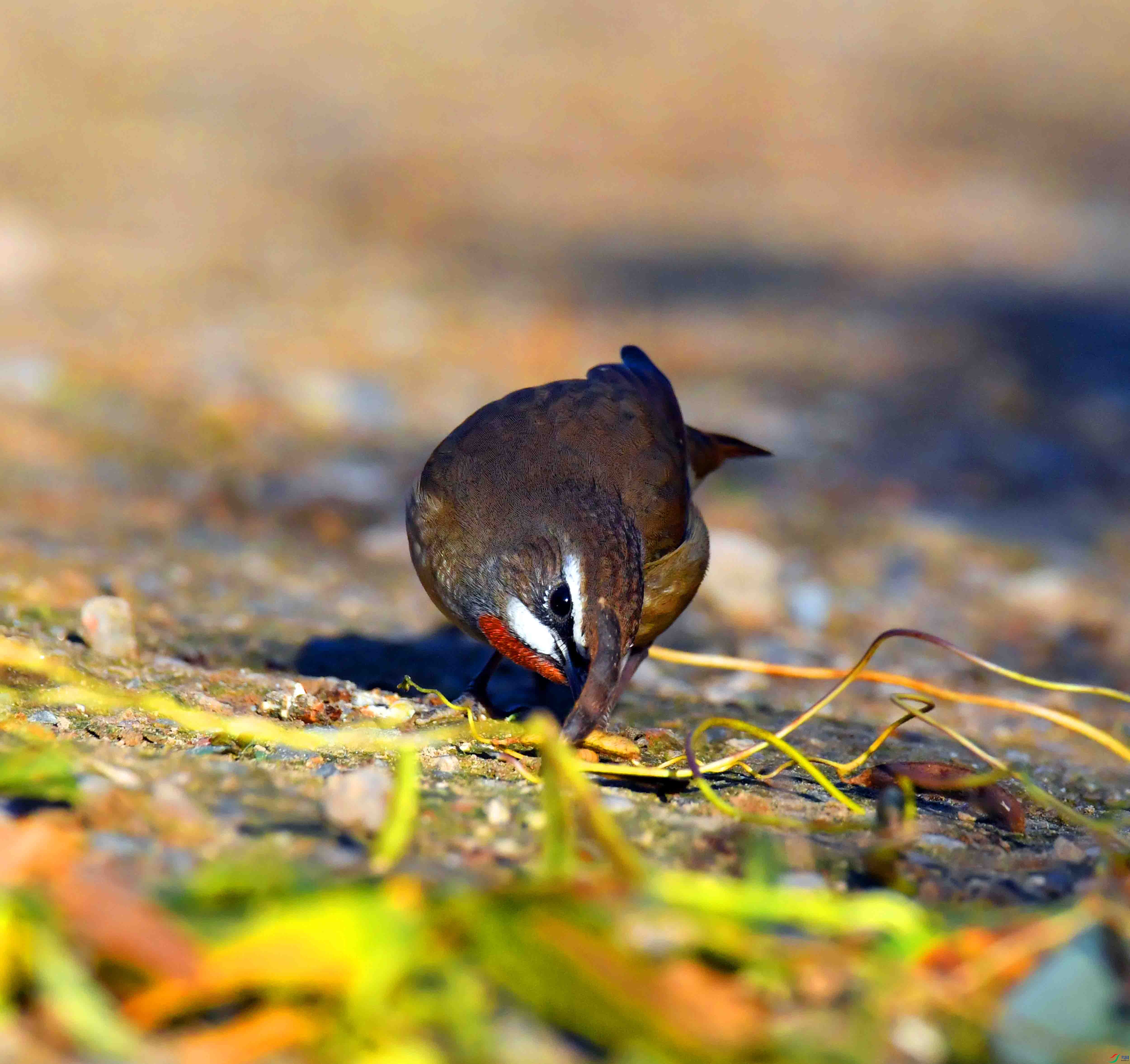 DSC_4425.JPG