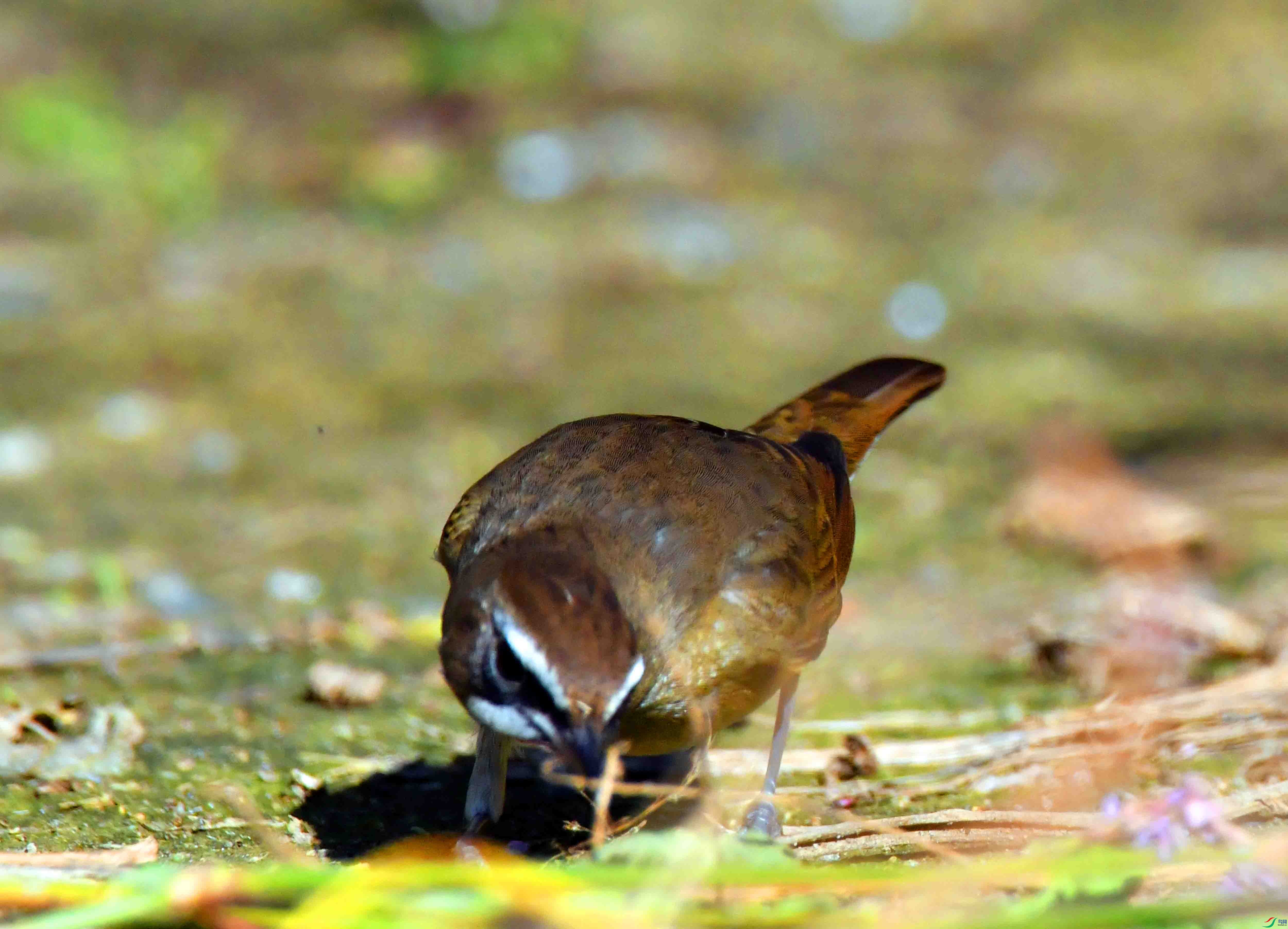 DSC_4514.JPG
