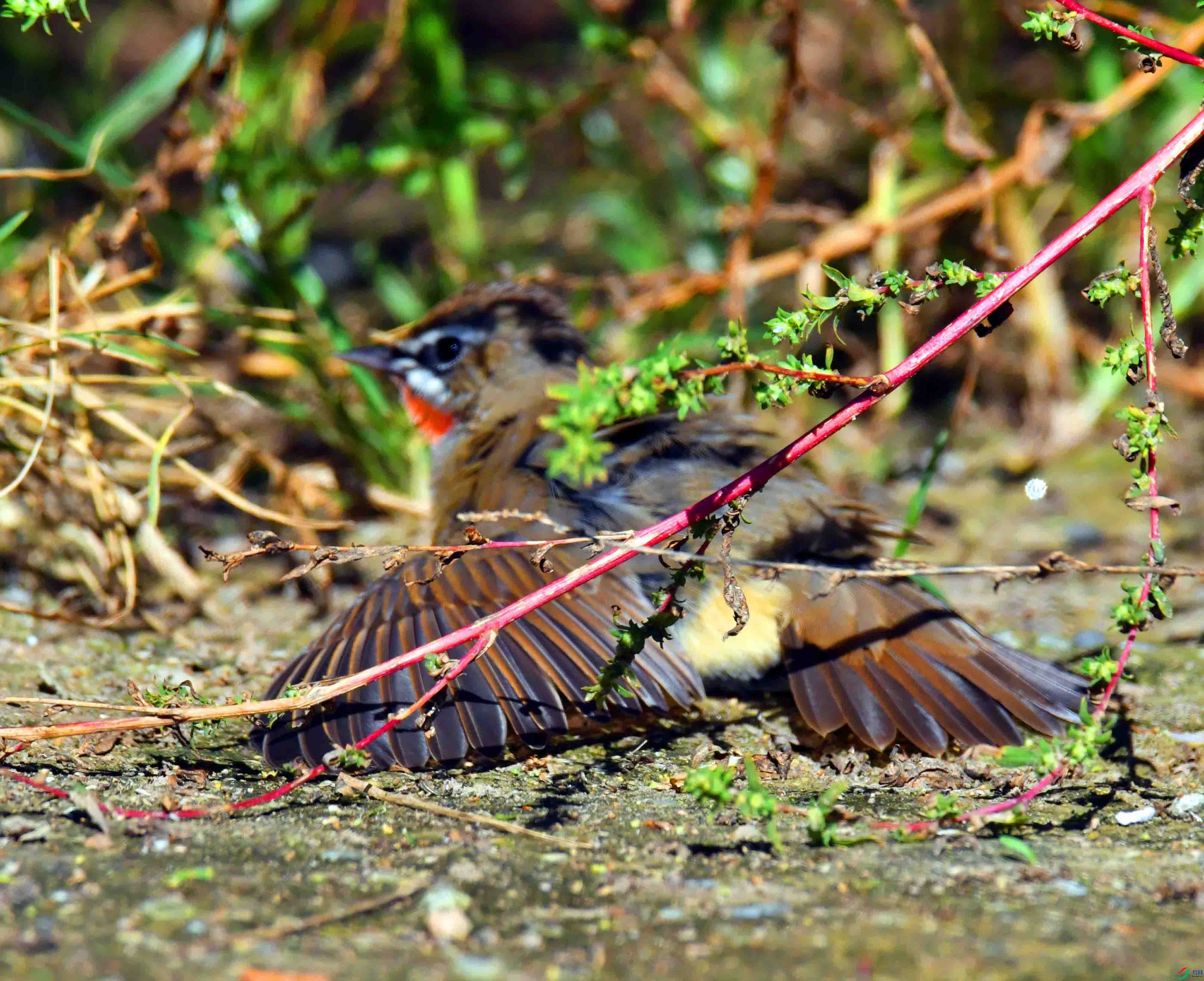 DSC_4568.JPG