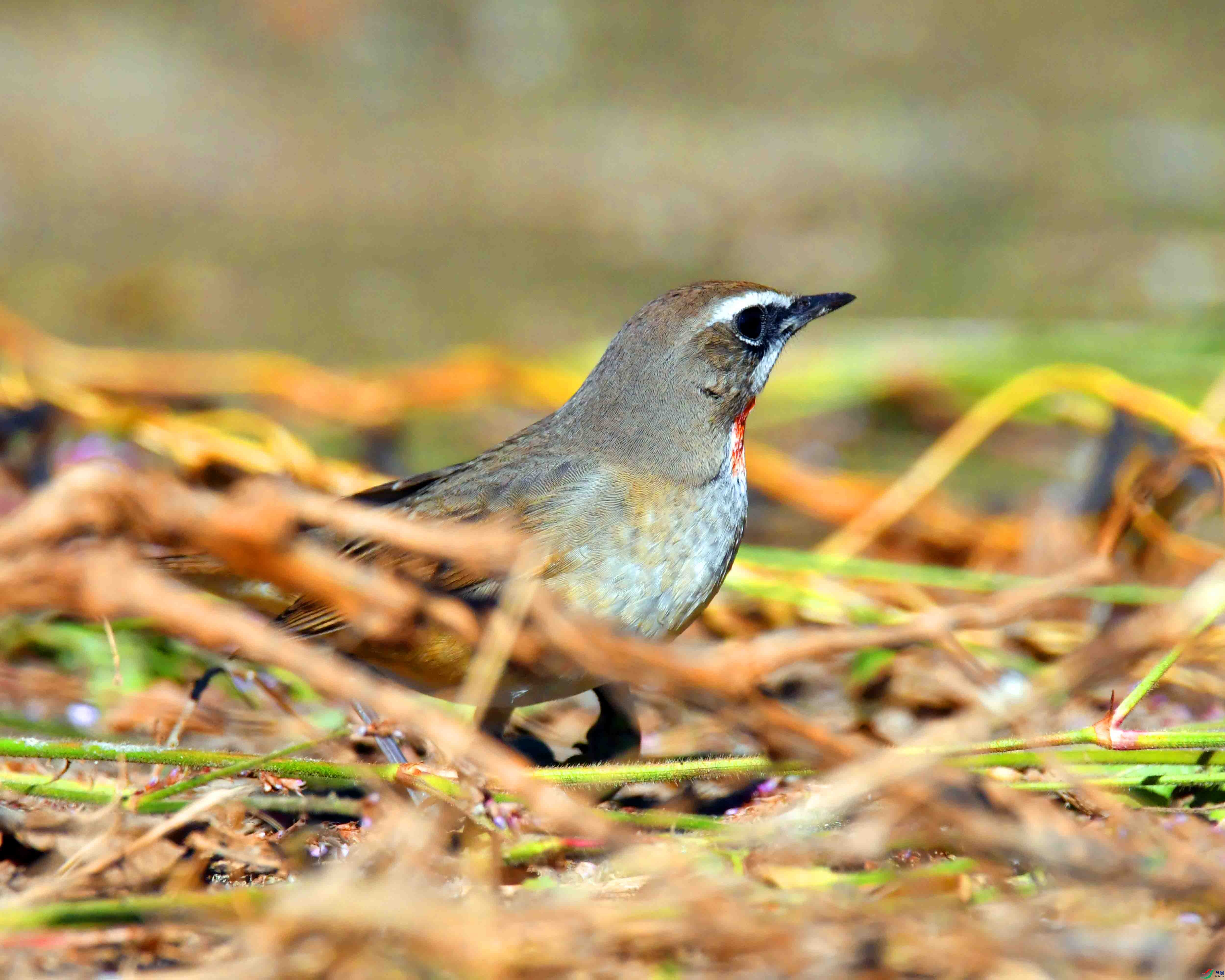 DSC_4613.JPG
