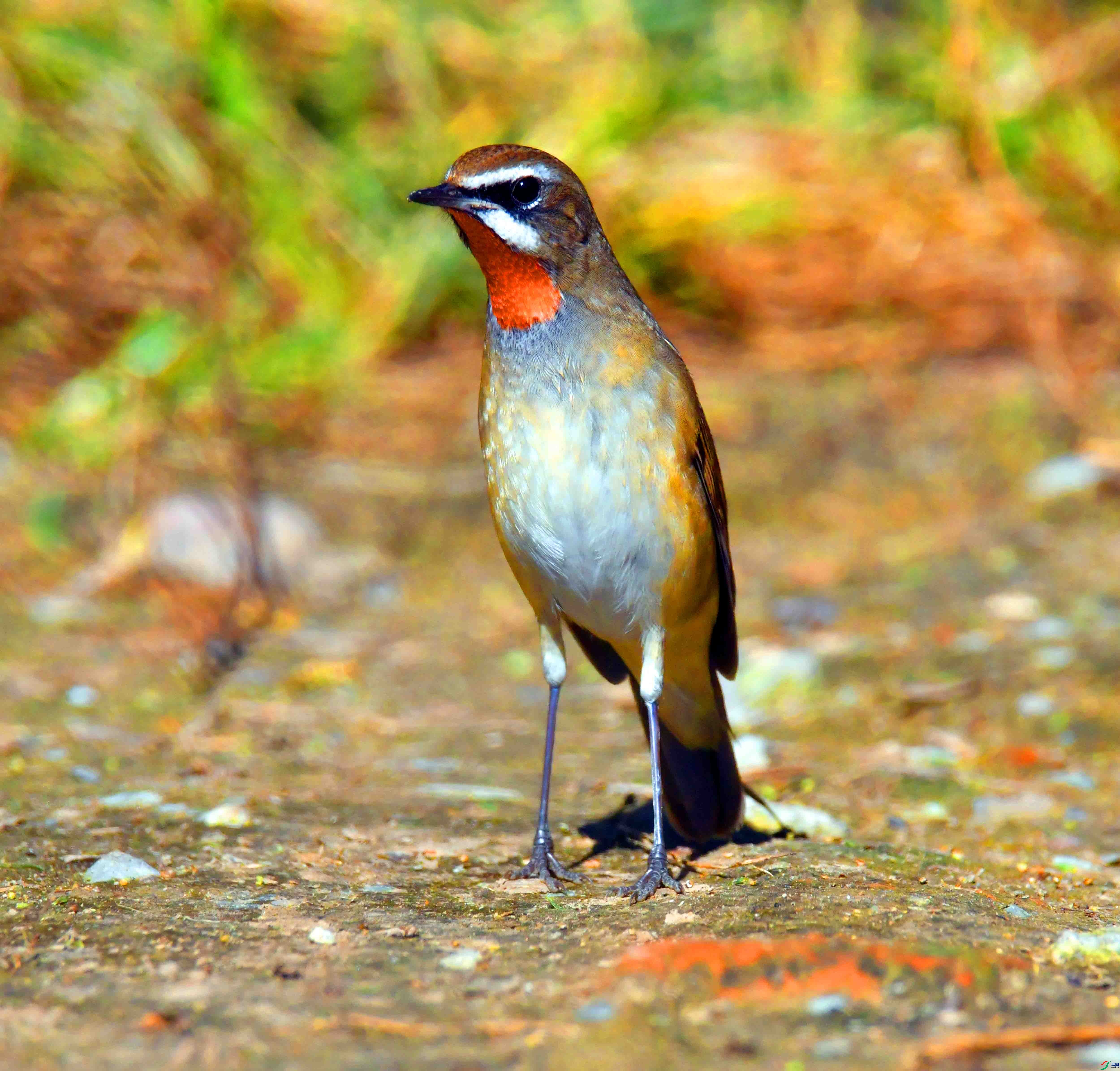 DSC_4664.JPG