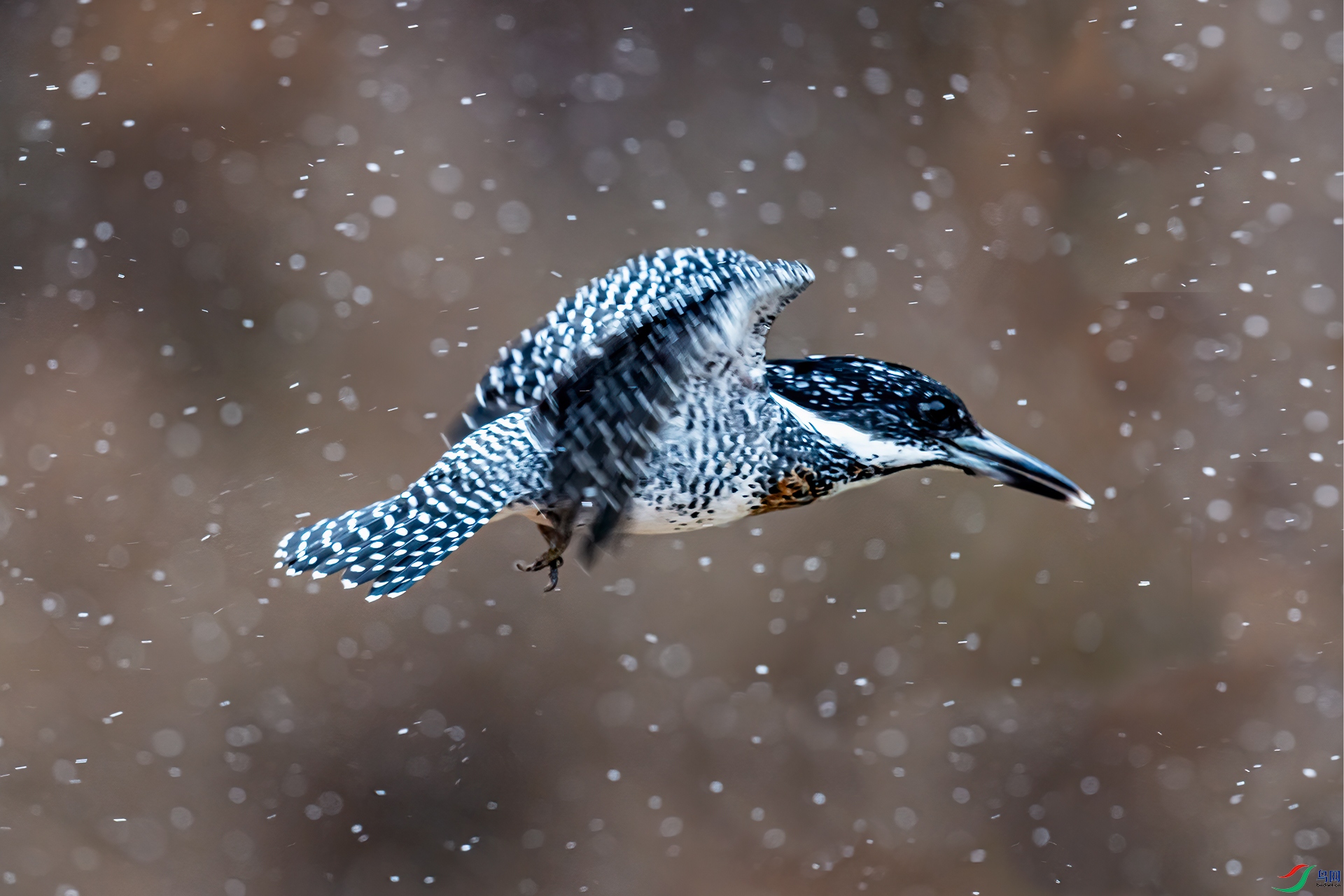 DSC_4861-11.jpg