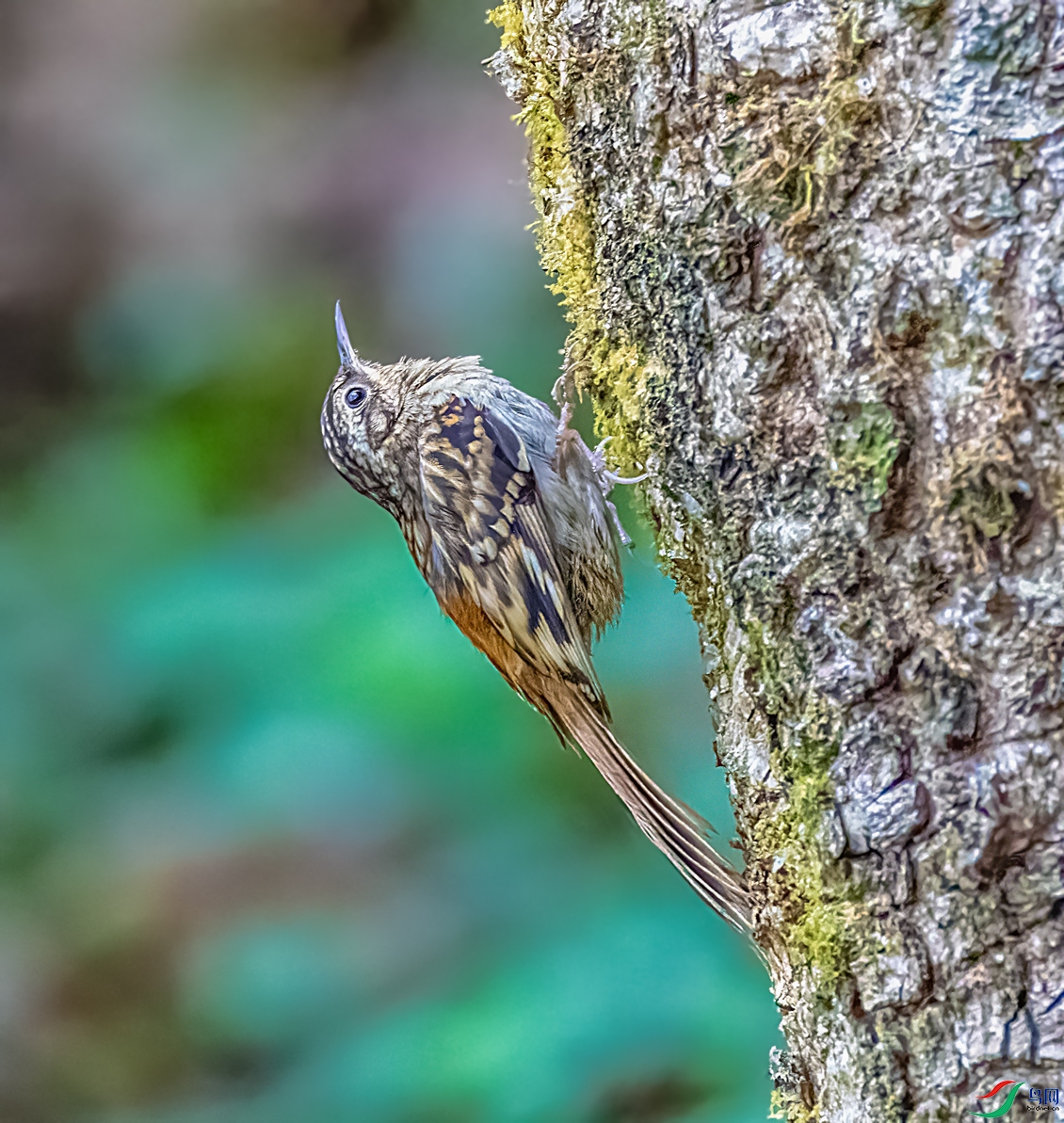 ������ľȸ