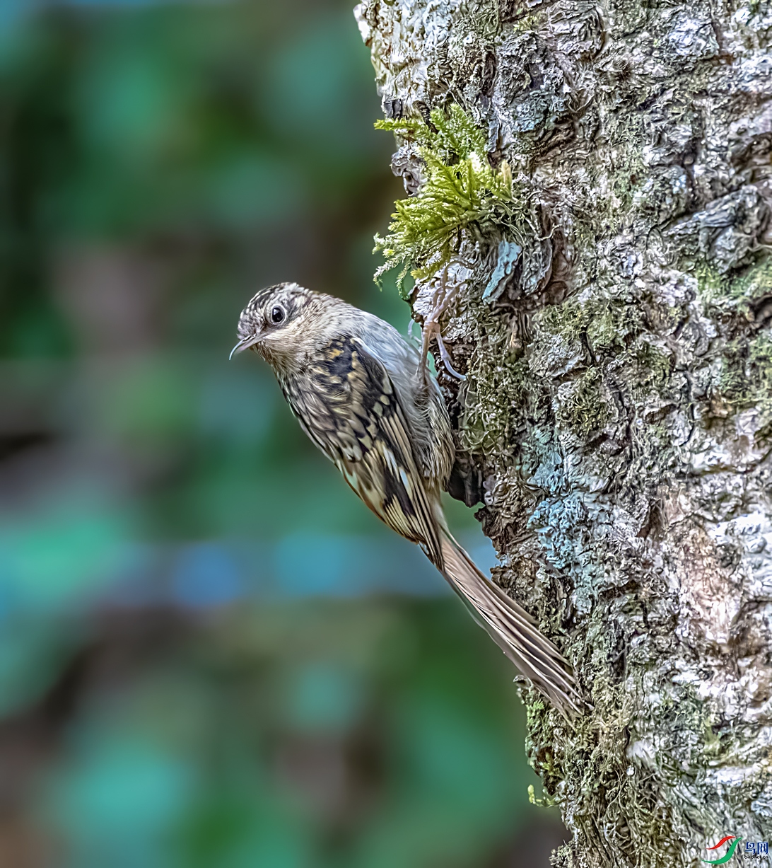 ������ľȸ