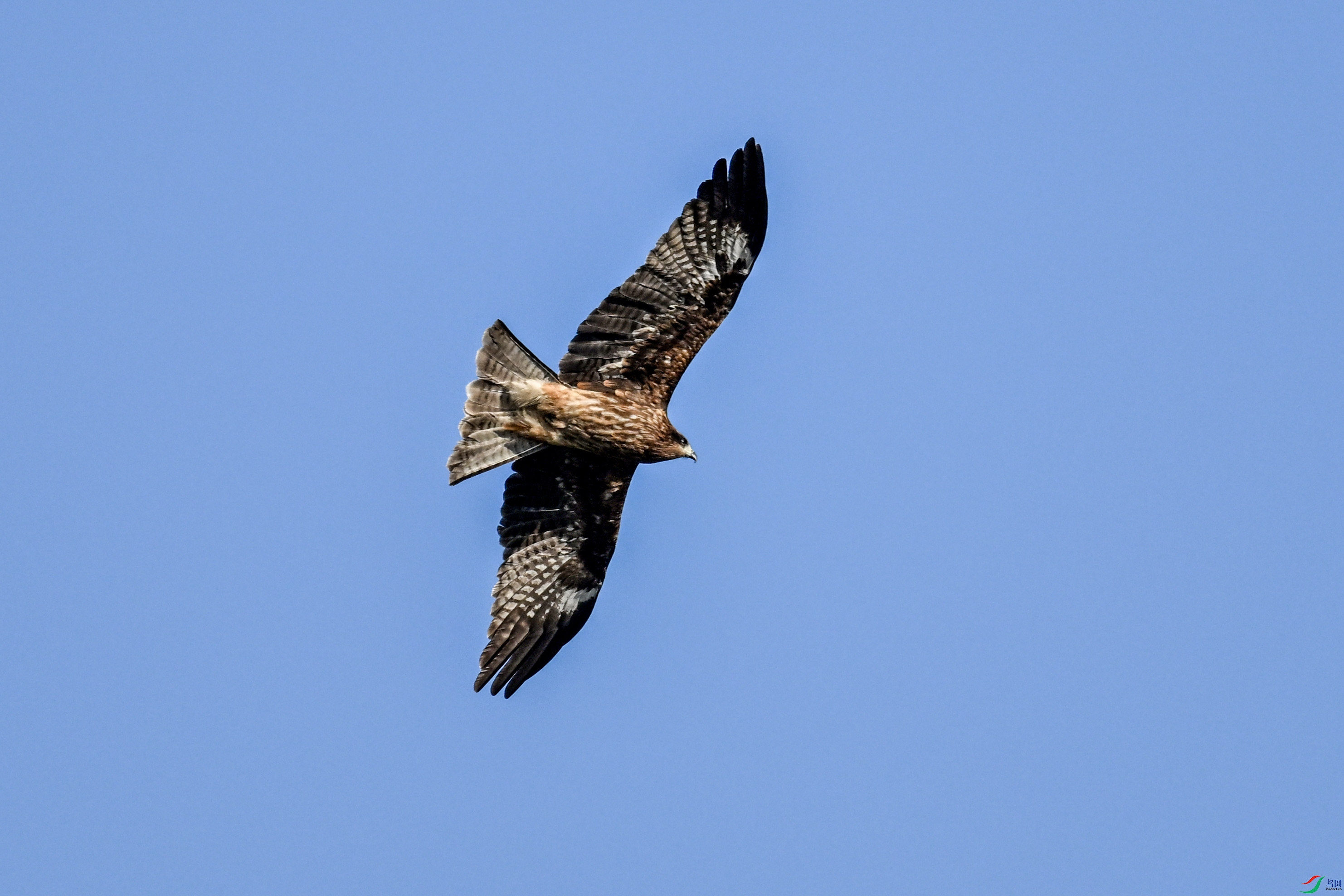 DSC_8517.JPG