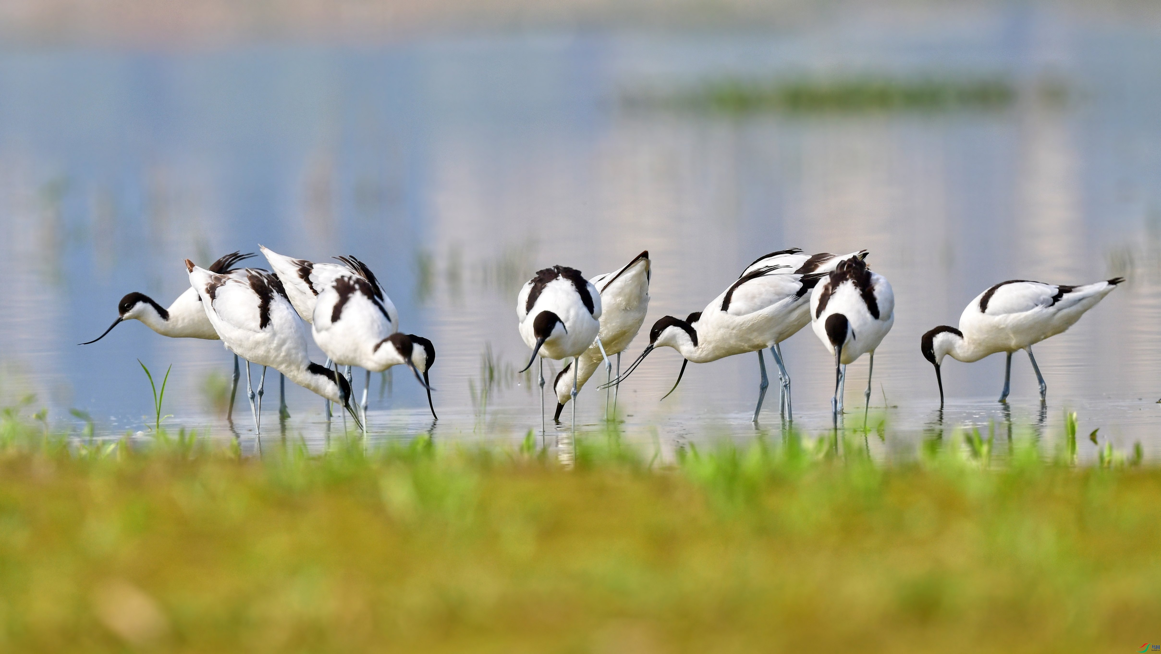 DSC_1645_conew1.jpg
