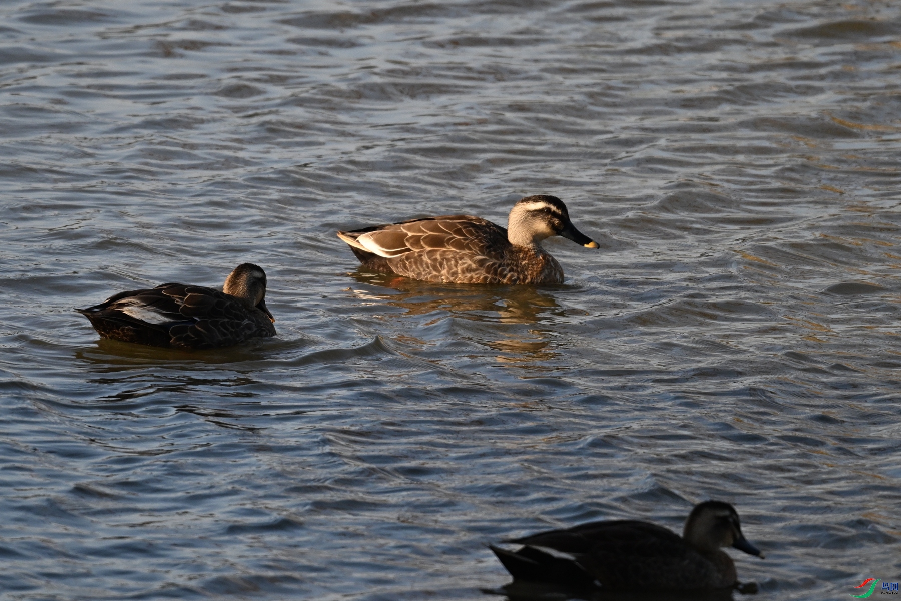 DSC_8711.JPG