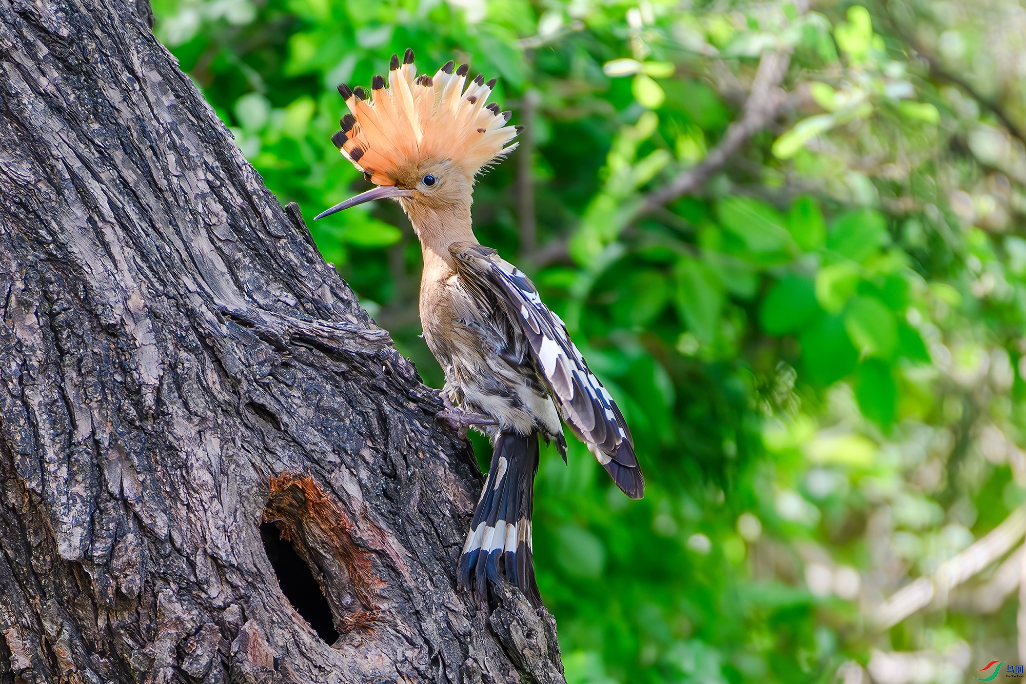DSC_0889-ABC.jpg