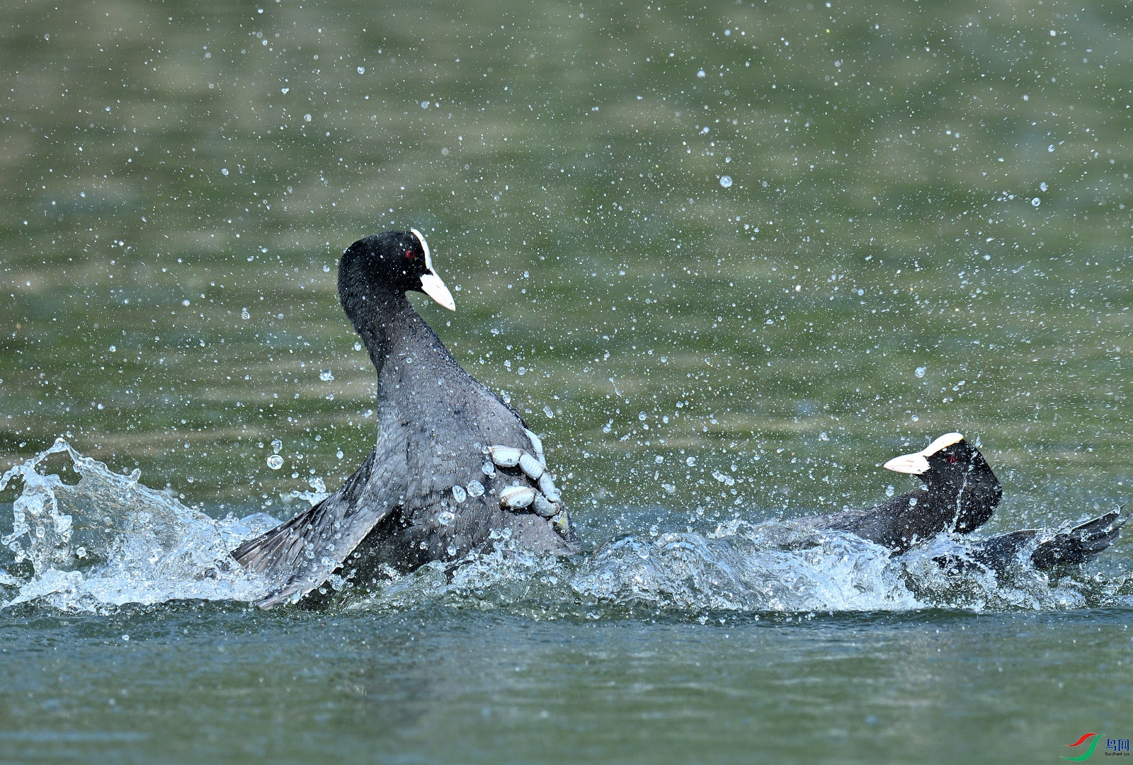 DSC_6568.JPG