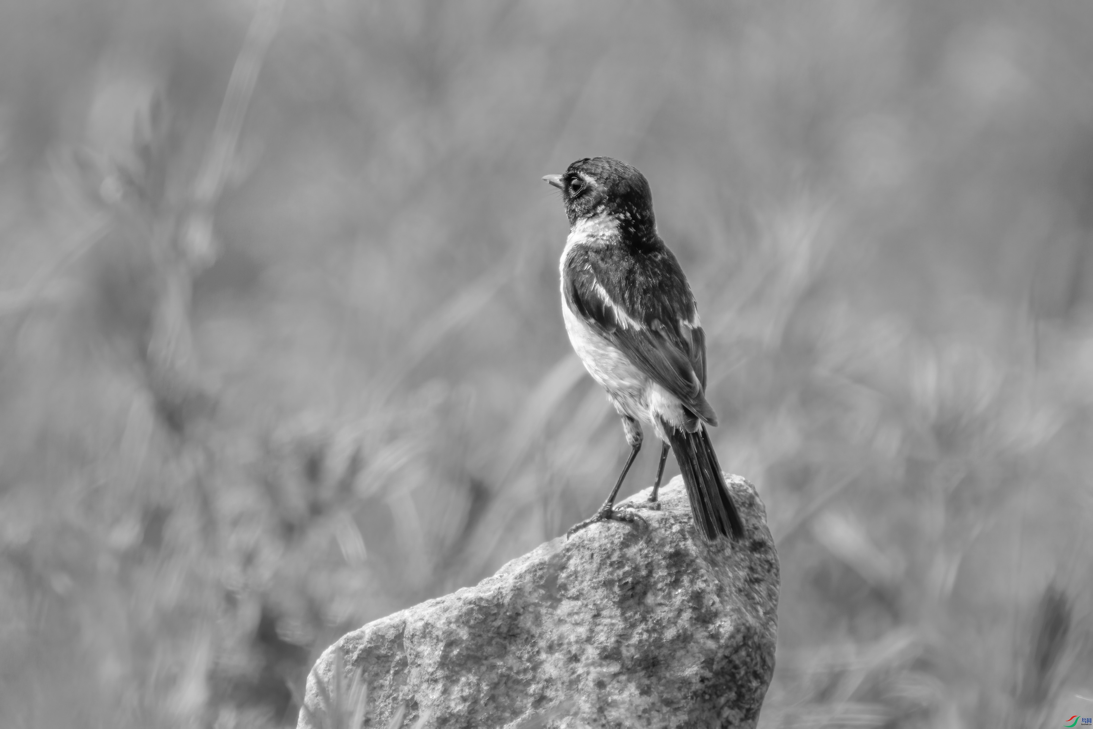 DSC01169 ����.jpg