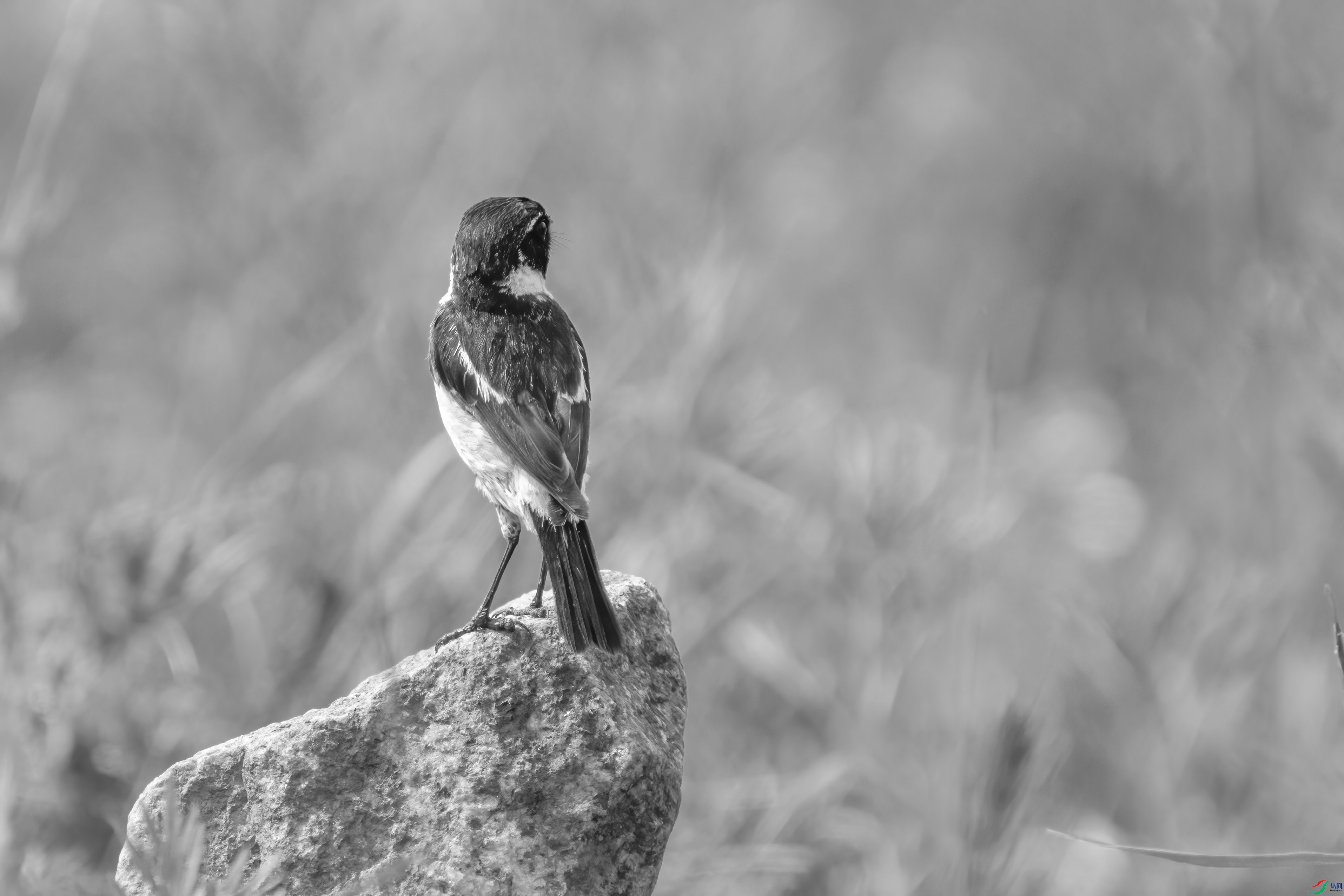 DSC01172 ����.jpg