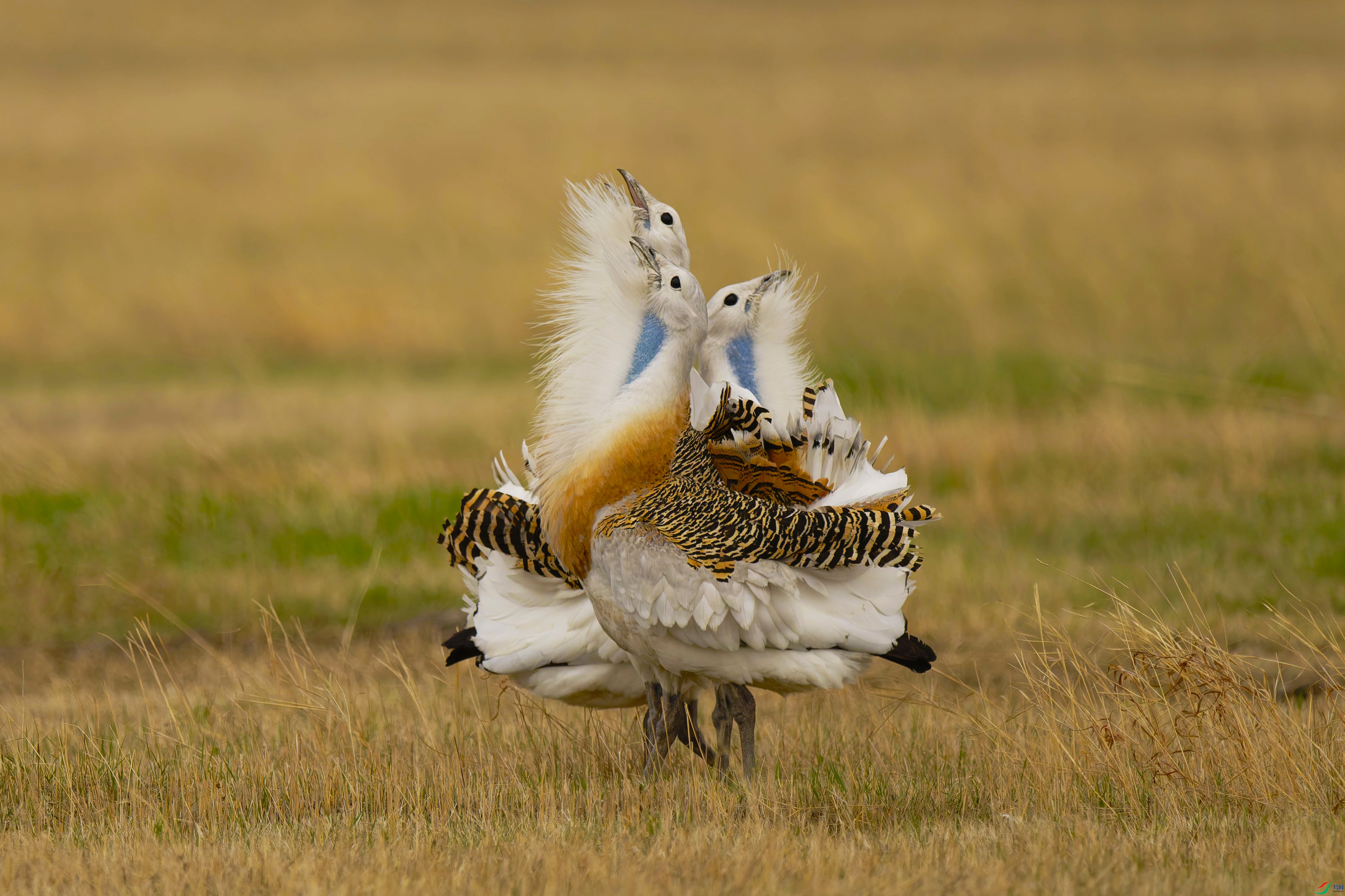 20250426-_DSC3958-NEF.jpg-1.jpg